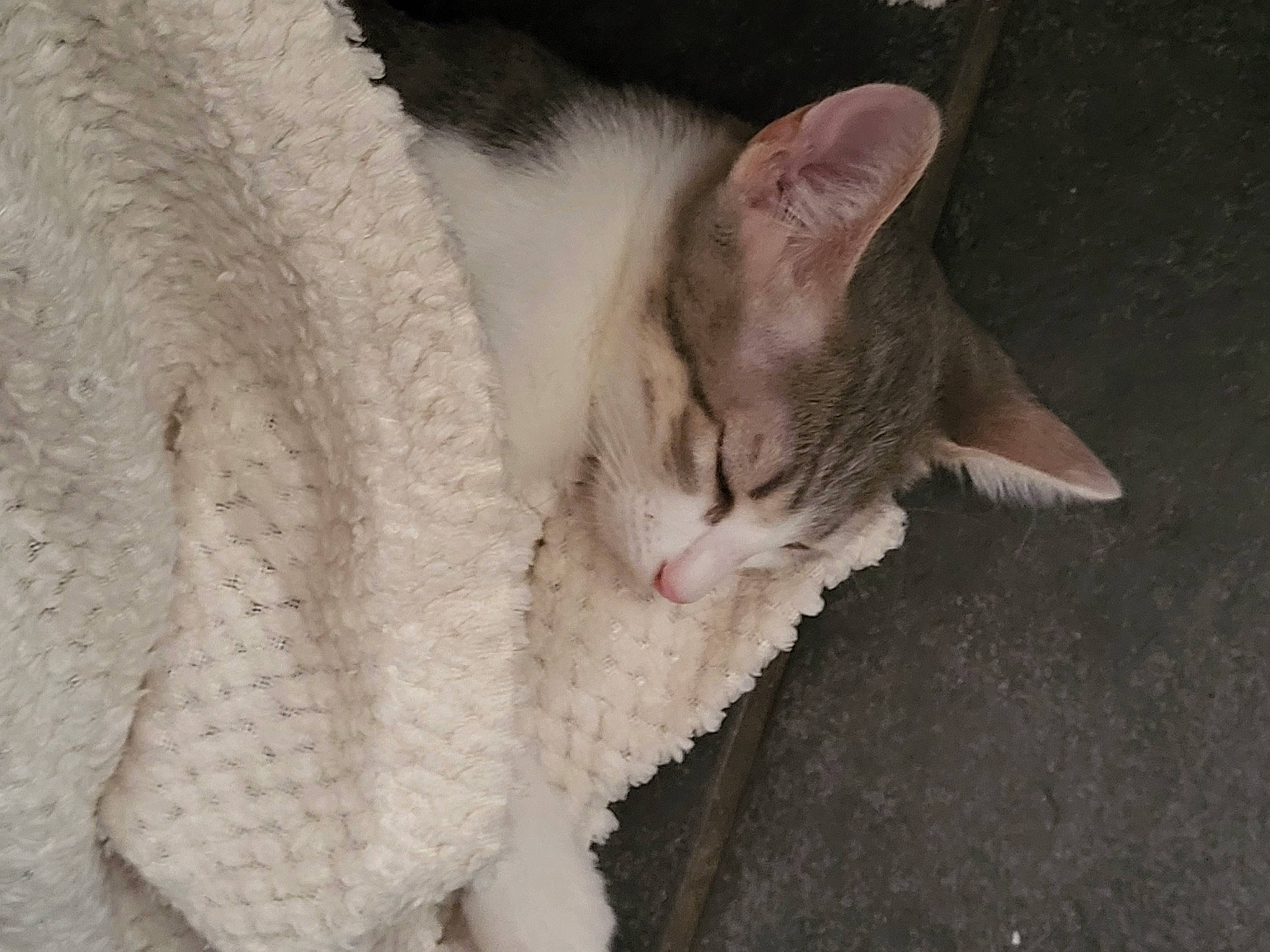 Kaïda participe au concours pour gagner de l'argent avec cette photo : carnivore, cat, claw, domestic_short_haired_cat, ear, fawn, felidae, fur, paw, small_to_medium_sized_cats, snout, tail, tree, whiskers, wool, woolen