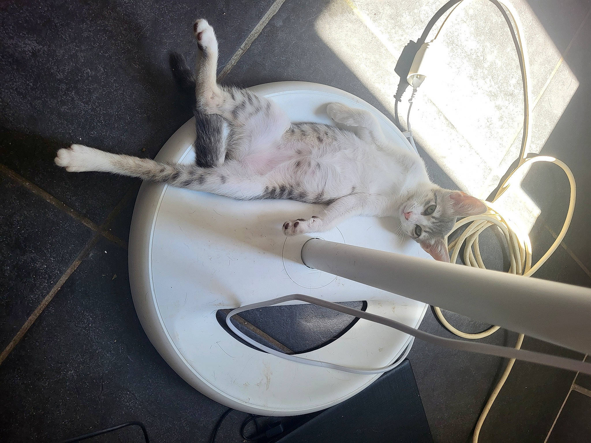 Kaïda a rejoint le concours — aidez-le/la à gagner de superbes lots ! canidae, carnivore, ceramic, claw, comfort, companion_dog, dog_breed, domestic_short_haired_cat, felidae, flooring, fur, linens, metal, paw, plumbing, plumbing_fixture, small_to_medium_sized_cats, tail, vehicle, whiskers