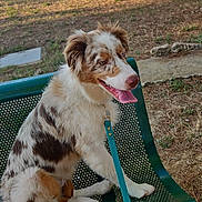 Kenaï participe au concours pour gagner de l'argent avec cette photo : accessories, animal, bench, canine, dog, face, furniture, grass, head, nature, outdoors, park, person, pet, photography, plant, portrait, puppy, summer, tree