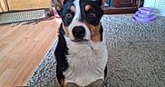 The Duke joined the competition — help win amazing prizes! dog, pet, portrait, sitting, indoors, living_room, fireplace, rug, blanket, wood_floor, furniture, home, tri_color, black_and_white, brown, ears, eyes, nose, toy, cozy