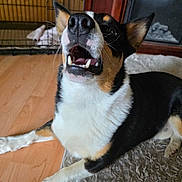 The Duke joined the competition — help win amazing prizes! dog, dogs, tricolor, black_and_white, brown, open_mouth, teeth, tongue, expressive, playful, funny, portrait, closeup, pet, animal, lying_down, rug, wooden_floor, indoors, home