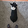 dog, black_and_white, pet, animal, indoor, rug, carpet, wood_floor, overhead_view, top_down, pajamas, plaid, socks, human_legs, home, floor, lying_down, back_view, symmetry, funny