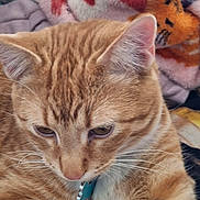 Timmy Tough Nuckles joined the competition — help win amazing prizes! cat, orange_tabby, pet, feline, sleepy, close_up, portrait, whiskers, ears, fur, striped, collar, turquoise, blanket, plush_toy, bed, cozy, indoors, cuddly, relaxed