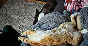 Timmy Tough Nuckles is registered to the contest to win money with this photo: cat, dog, pets, orange_and_white_cat, sleeping, lying_down, sofa, blanket, fuzzy_blanket, living_room, indoor, cozy, relaxed, animal, pet_bed, carpet, leather_sofa, resting, home, cuddling