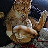 Timmy Tough Nuckles is registered to the contest to win money with this photo: cat, ginger_cat, tabby, feline, pet, animal, lounging, upside_down, paws, toe_beans, whiskers, collar, indoors, couch, blanket, cozy, portrait, close_up, relaxed, funny