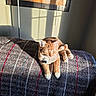 Timmy Tough Nuckles is registered to the contest to win money with this photo: cat, ginger_cat, pet, animal, sleepy, relaxed, sunlight, sunbeam, sofa, couch, blanket, plaid, indoors, home, portrait, collar, bell, whiskers, paws, resting