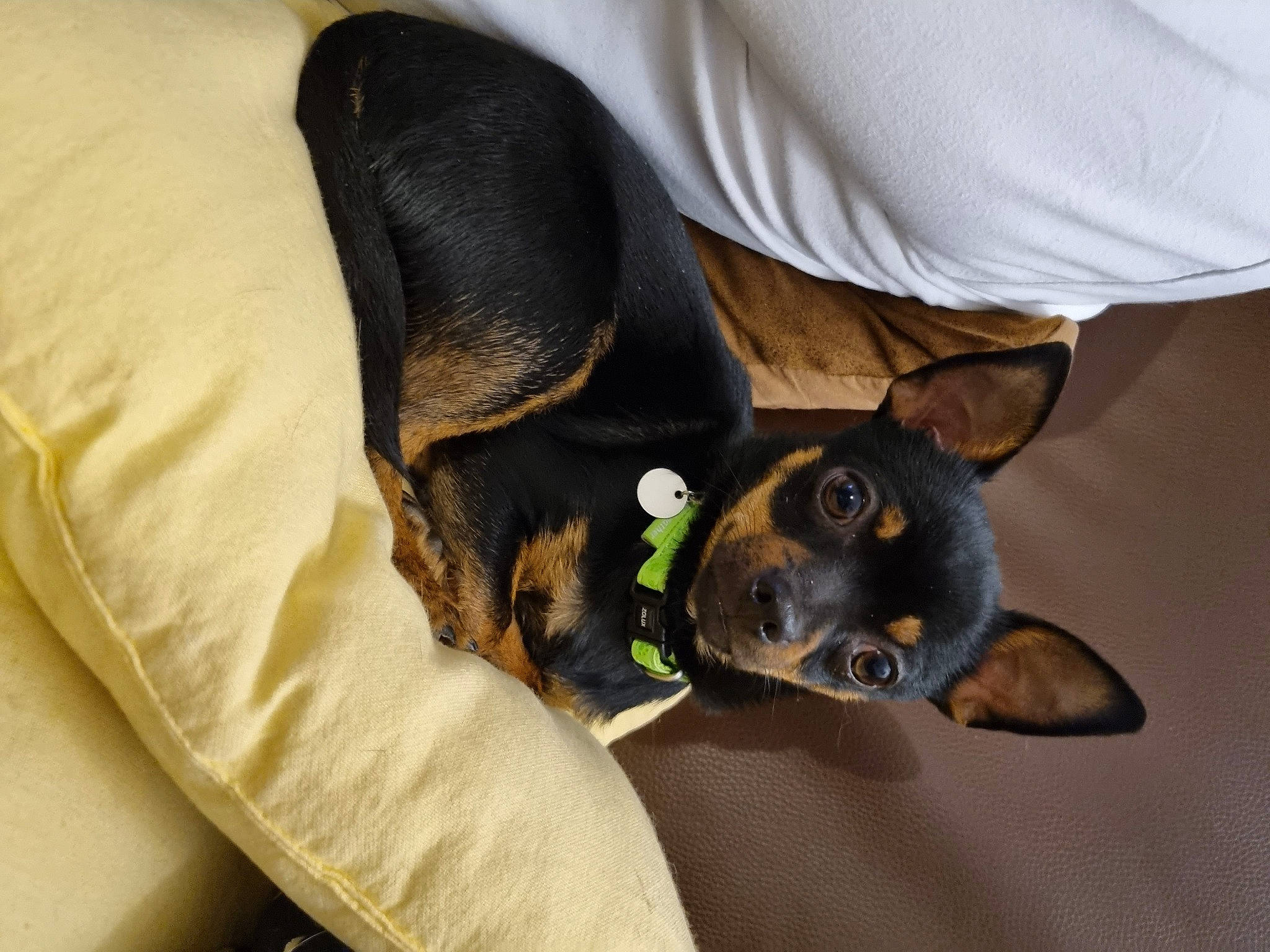 Stuart participe au concours pour gagner de l'argent avec cette photo : canidae, carnivore, comfort, companion_dog, dog, dog_breed, ear, fawn, fur, guard_dog, paw, snout, sporting_group, toy_dog, whiskers, working_animal, working_dog