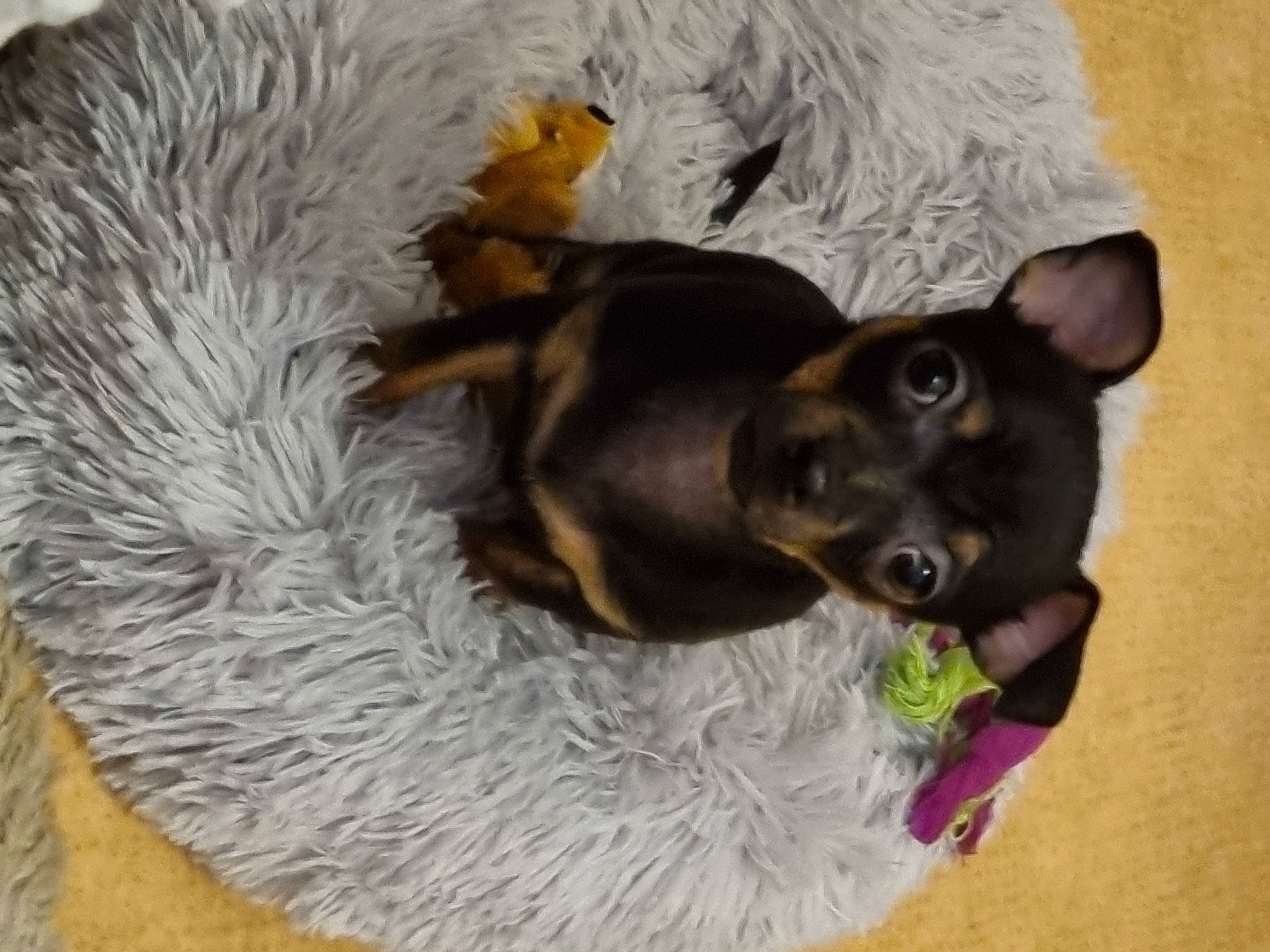 Stuart a rejoint le concours — aidez-le/la à gagner de superbes lots ! canidae, carnivore, comfort, companion_dog, couch, dog, dog_breed, dog_supply, ear, fawn, fur, liver, paw, pet_supply, snout, sporting_group, tail, toy_dog, whiskers, working_animal