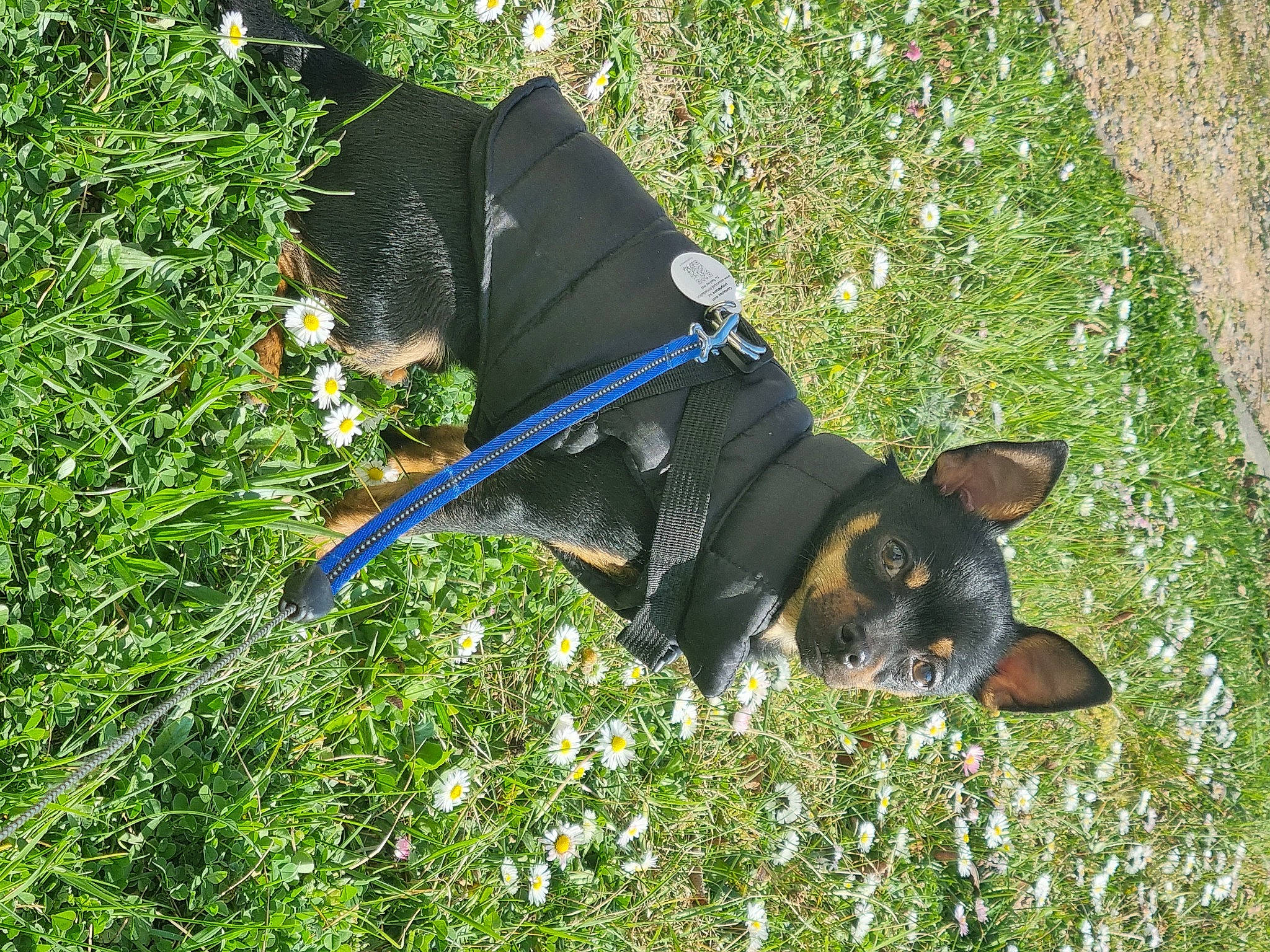 Stuart a rejoint le concours — aidez-le/la à gagner de superbes lots ! canidae, carnivore, collar, companion_dog, dog, dog_breed, dog_collar, dog_supply, electric_blue, fashion_accessory, flower, grass, groundcover, lawn, pet_supply, plant, prazsky_krysarik, sporting_group, tail, working_animal