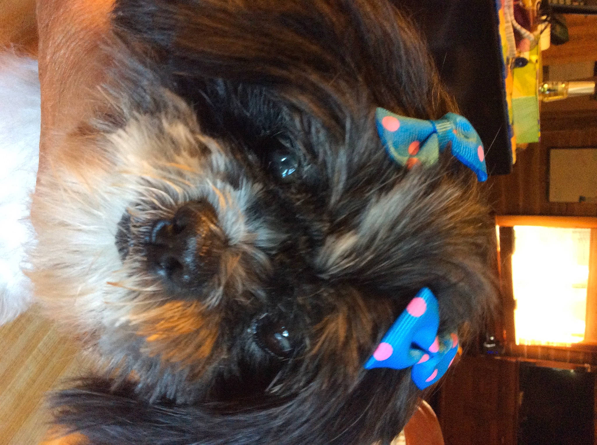 Remi joined the competition — help win amazing prizes! affenpinscher, briard, canidae, carnivore, companion_dog, dog, dog_breed, ear, fawn, fur, hair, hair_coloring, hairstyle, liver, long_hair, sporting_group, terrier, tibetan_terrier, toy_dog