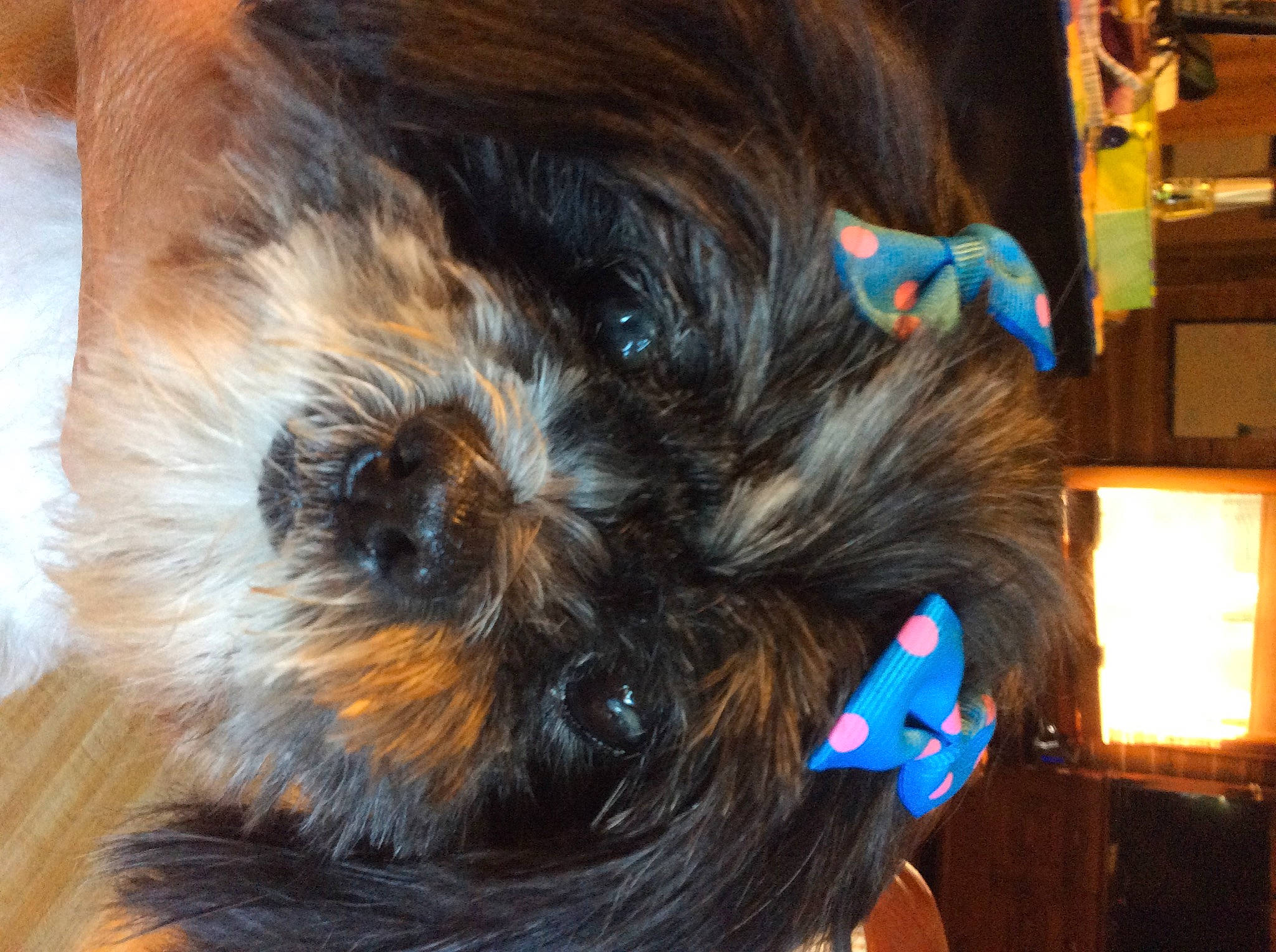 Remi is registered to the contest to win money with this photo: canidae, companion_dog, dog_breed, ear, fawn, fur, hair, hair_coloring, hairstyle, liver, long_hair, sporting_group