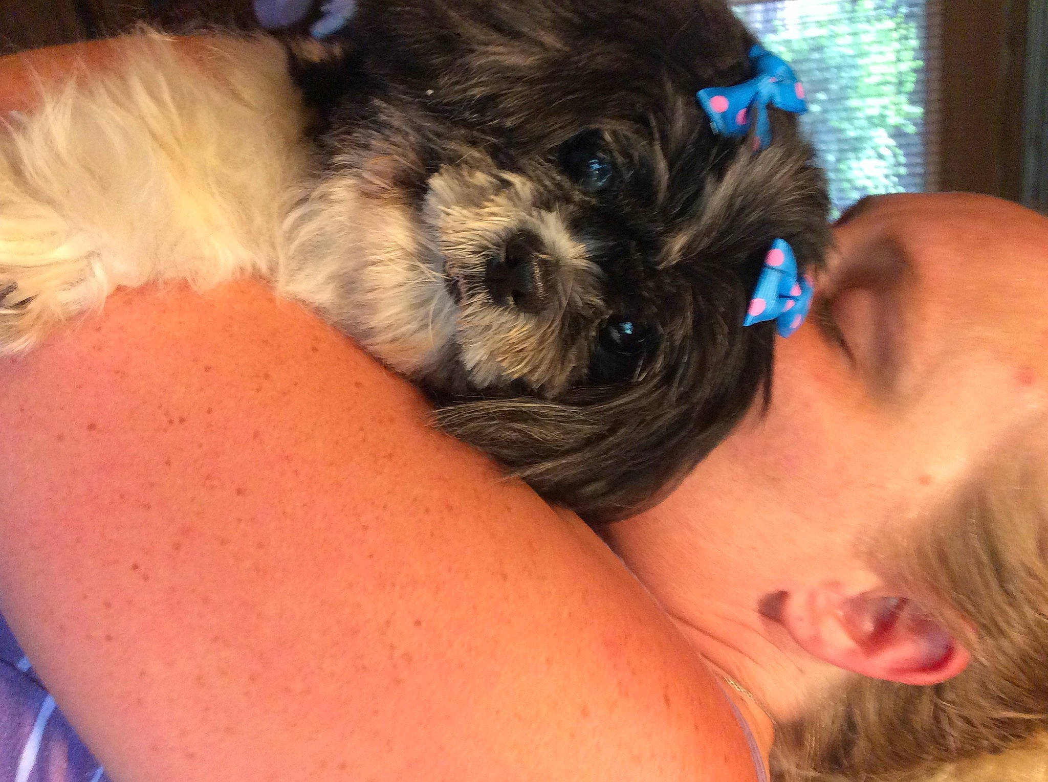 Remi joined the competition — help win amazing prizes! affenpinscher, bolonka, canidae, carnivore, chinese_imperial_dog, companion_dog, dog, dog_breed, ear, eye, hair, interaction, nose, pekapoo, puppy, puppy_love, schnoodle, shih_poo, shih_tzu, skin