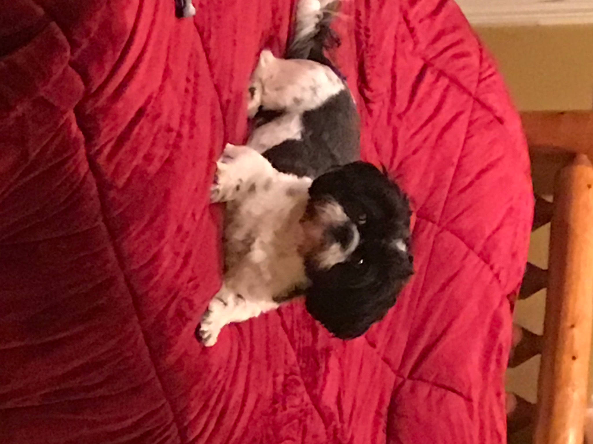 Nolan is registered to the contest to win money with this photo: canidae, carnivore, cat, companion_dog, dog, dog_breed, felidae, kitten, mammal, non_sporting_group, puppy, puppy_love, shih_tzu, small_to_medium_sized_cats, vertebrate