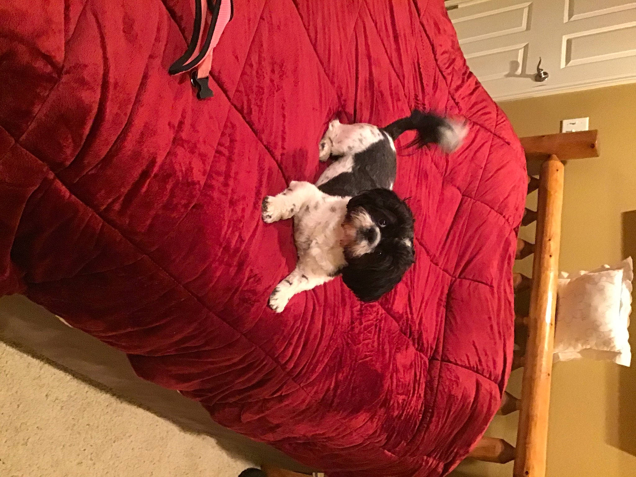 Nolan joined the competition — help win amazing prizes! canidae, companion_dog, dog_breed, pink