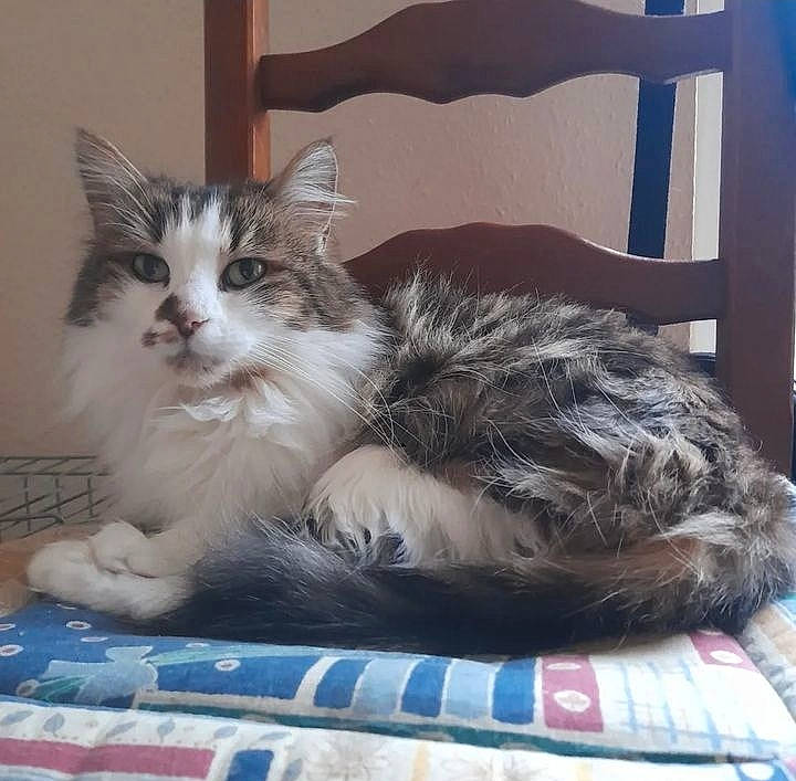 Mimi a rejoint le concours — aidez-le/la à gagner de superbes lots ! carnivore, cat, claw, comfort, domestic_short_haired_cat, felidae, fur, lap, nap, paw, small_to_medium_sized_cats, tail, whiskers, window