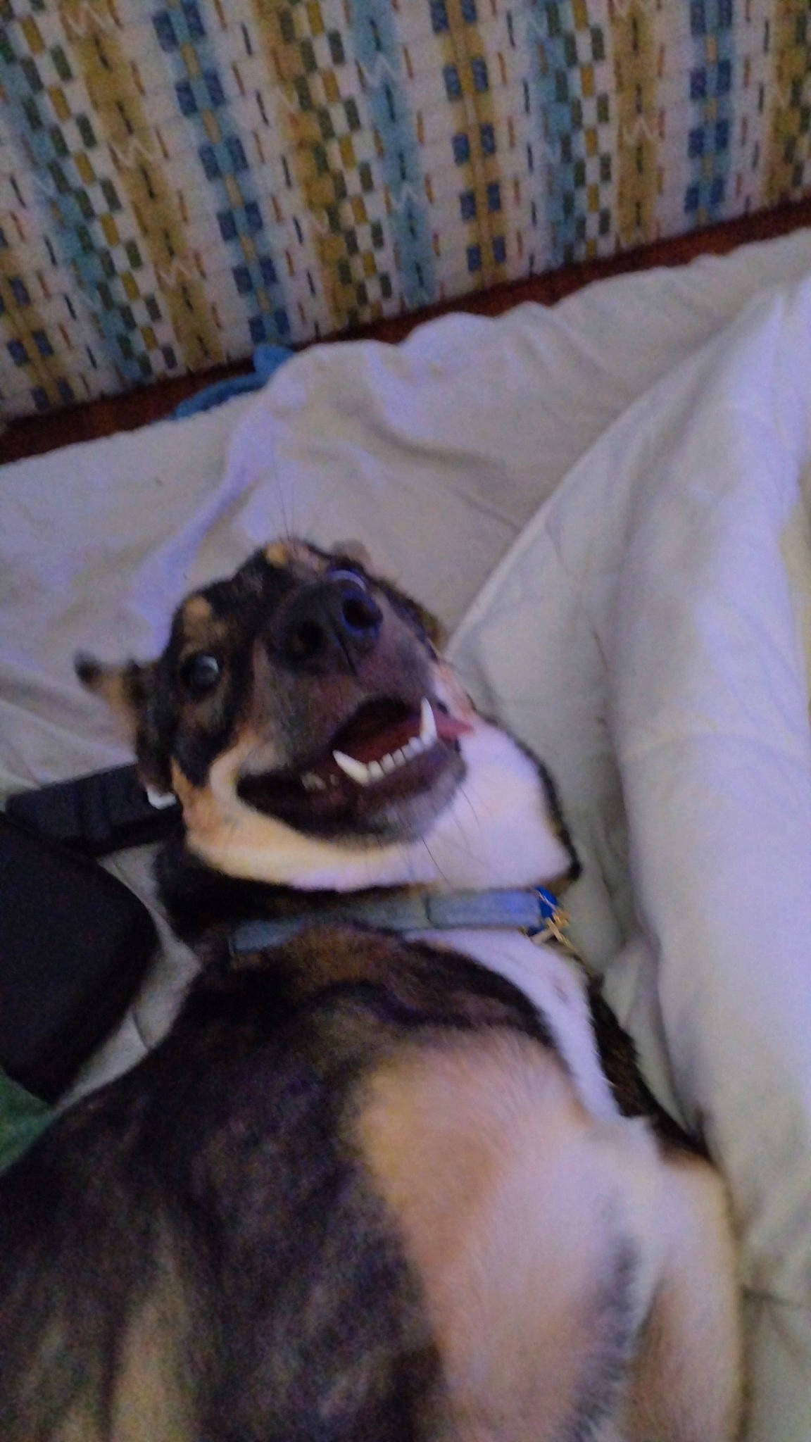 Trixie a rejoint le concours — aidez-le/la à gagner de superbes lots ! canidae, carnivore, collar, comfort, companion_dog, dog, dog_breed, dog_collar, fang, fawn, fur, guard_dog, jaw, paw, snout, sporting_group, toy_dog, whiskers, working_animal, yawn