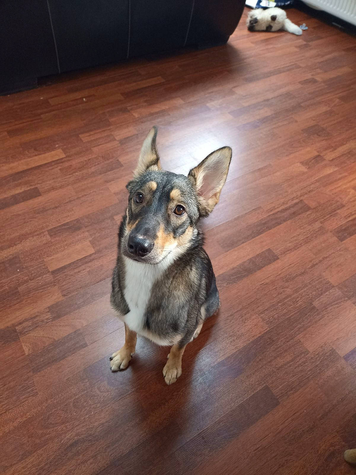 Trixie participe au concours pour gagner de l'argent avec cette photo : canidae, companion_dog, dog, dog_breed, floor, flooring, fur, hardwood, laminate_flooring, paw, plank, plywood, tail, toy_dog, varnish, whiskers, wood, wood_flooring, wood_stain, working_animal