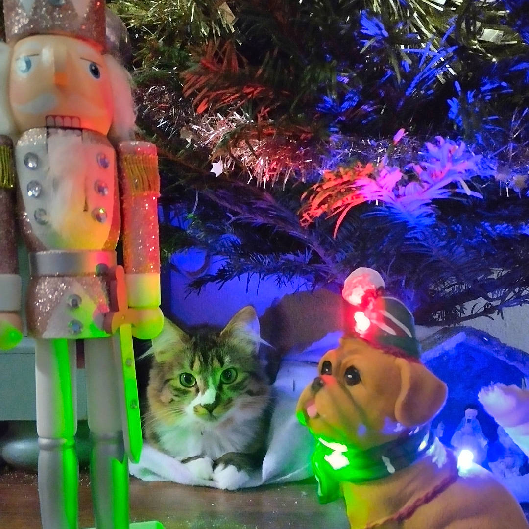 Chouppette a rejoint le concours — aidez-le/la à gagner de superbes lots ! carnivore, cat, christmas, christmas_decoration, christmas_eve, christmas_ornament, christmas_tree, electric_blue, event, fawn, felidae, holiday, holiday_ornament, light, lighting, ornament, plant, tree, whiskers, woody_plant