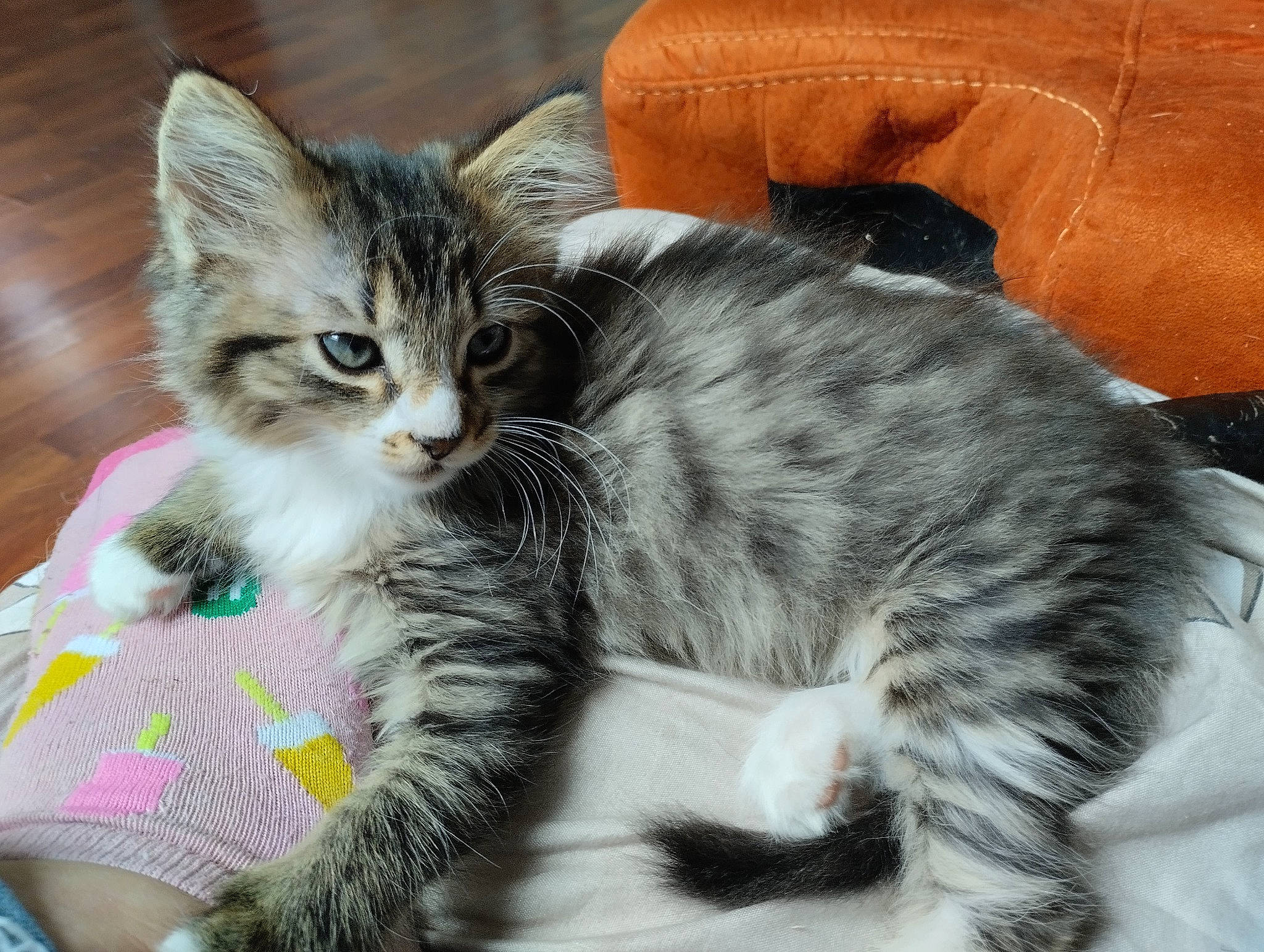 Chouppette a rejoint le concours — aidez-le/la à gagner de superbes lots ! carnivore, cat, claw, comfort, couch, domestic_short_haired_cat, felidae, fur, mammal, paw, small_to_medium_sized_cats, snout, tail, vertebrate, whiskers