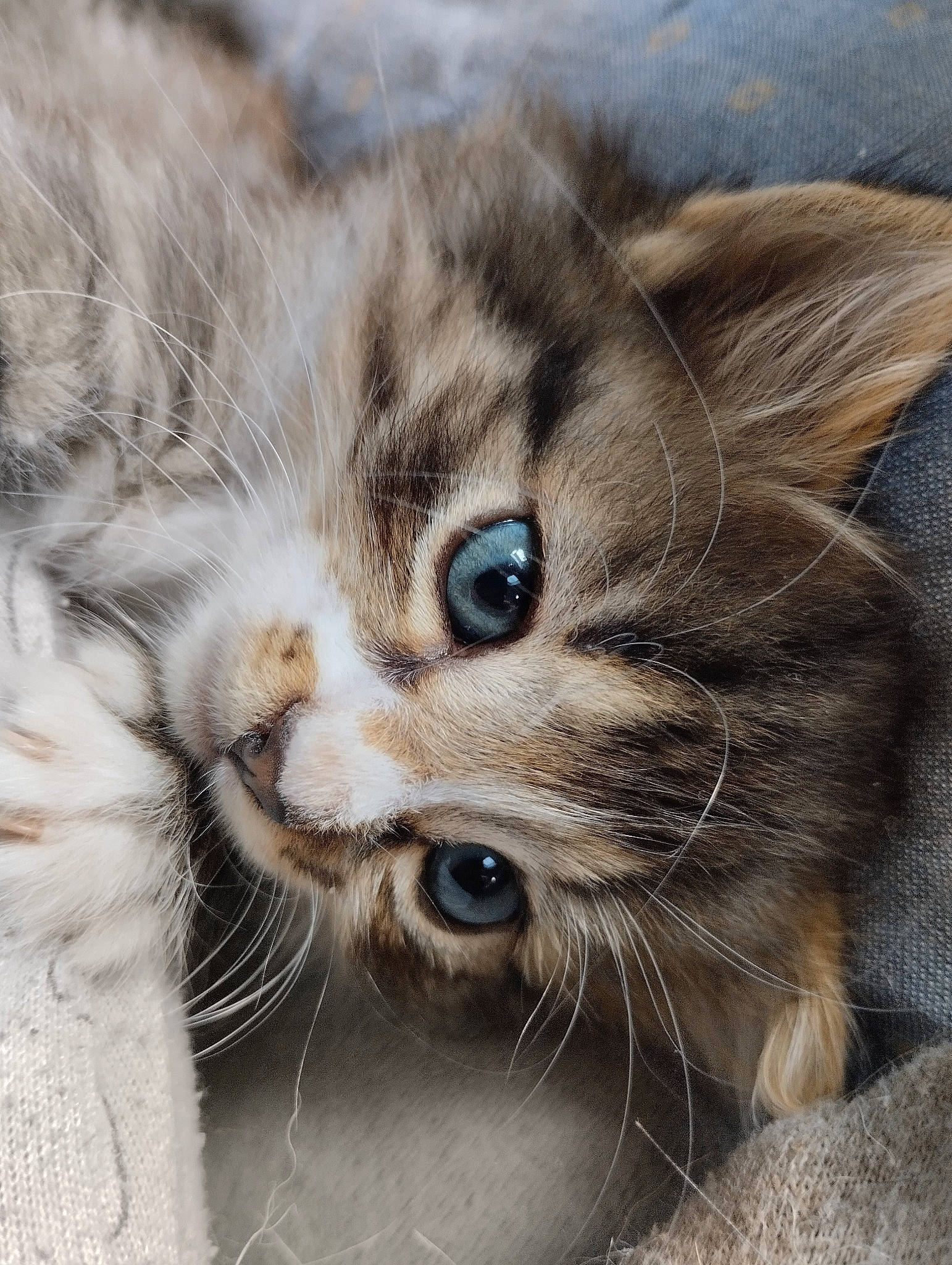 Chouppette participe au concours pour gagner de l'argent avec cette photo : carnivore, cat, claw, domestic_short_haired_cat, fawn, felidae, fur, paw, small_to_medium_sized_cats, snout, terrestrial_animal, whiskers, wildlife