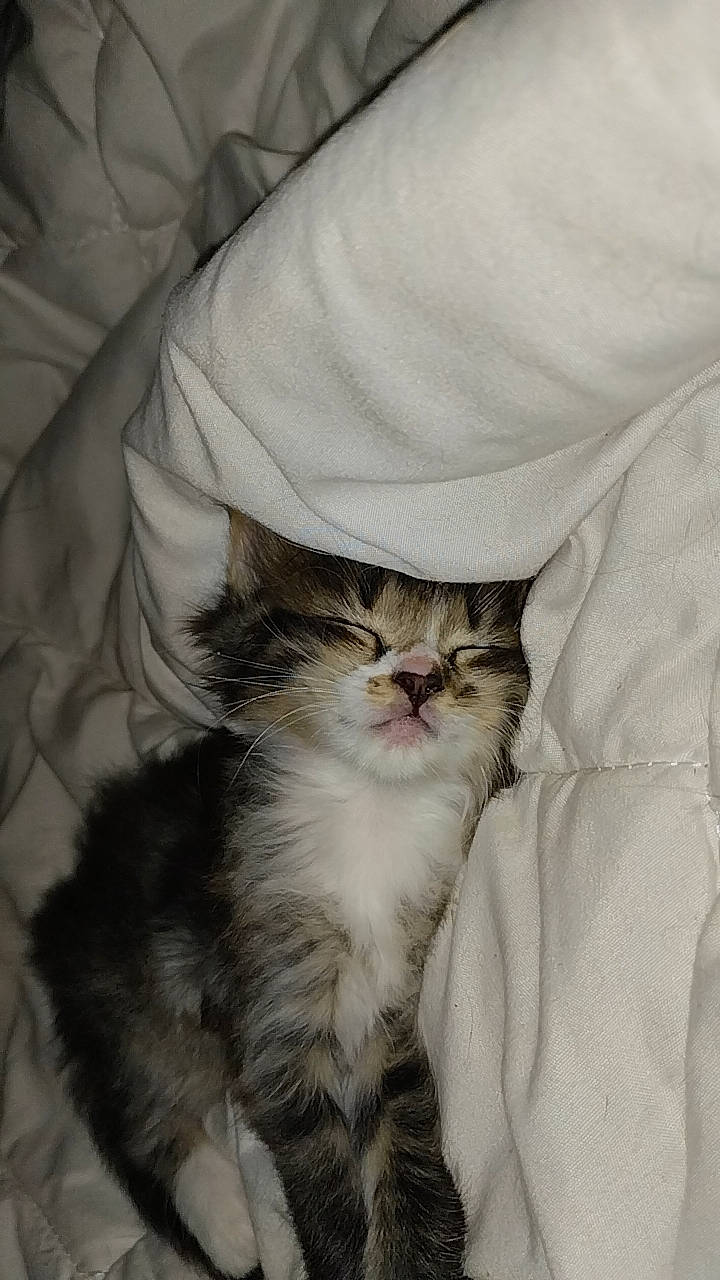 Chouppette participe au concours pour gagner de l'argent avec cette photo : british_longhair, carnivore, cat, claw, comfort, domestic_short_haired_cat, fawn, felidae, fur, grey, linens, paw, sleeve, small_to_medium_sized_cats, snout, tail, terrestrial_animal, textile, whiskers, window