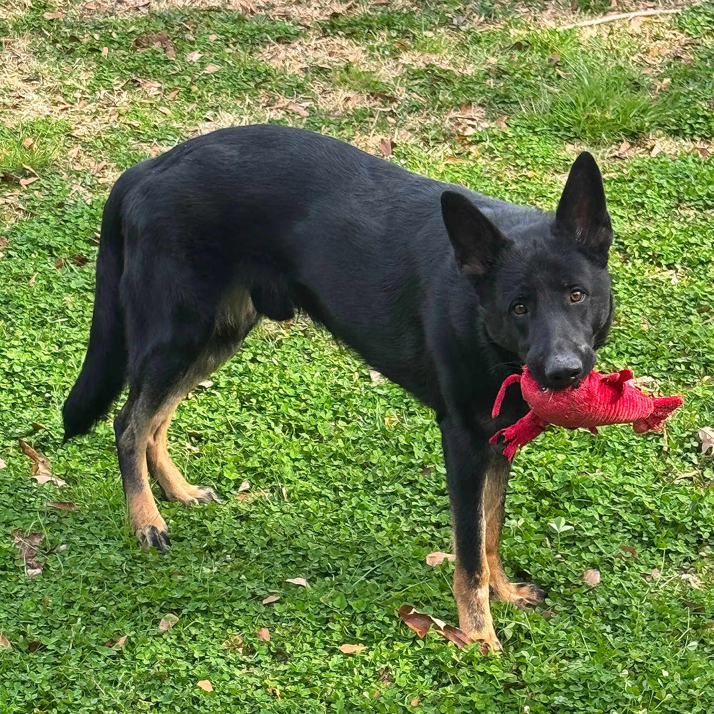 Kaiser joined the competition — help win amazing prizes! accessories, animal, backyard, canine, chihuahua, dog, field, germanshepherd, grass, grassland, lawn, nature, outdoors, pet, plant, puppy, soil, strap, tree, yard