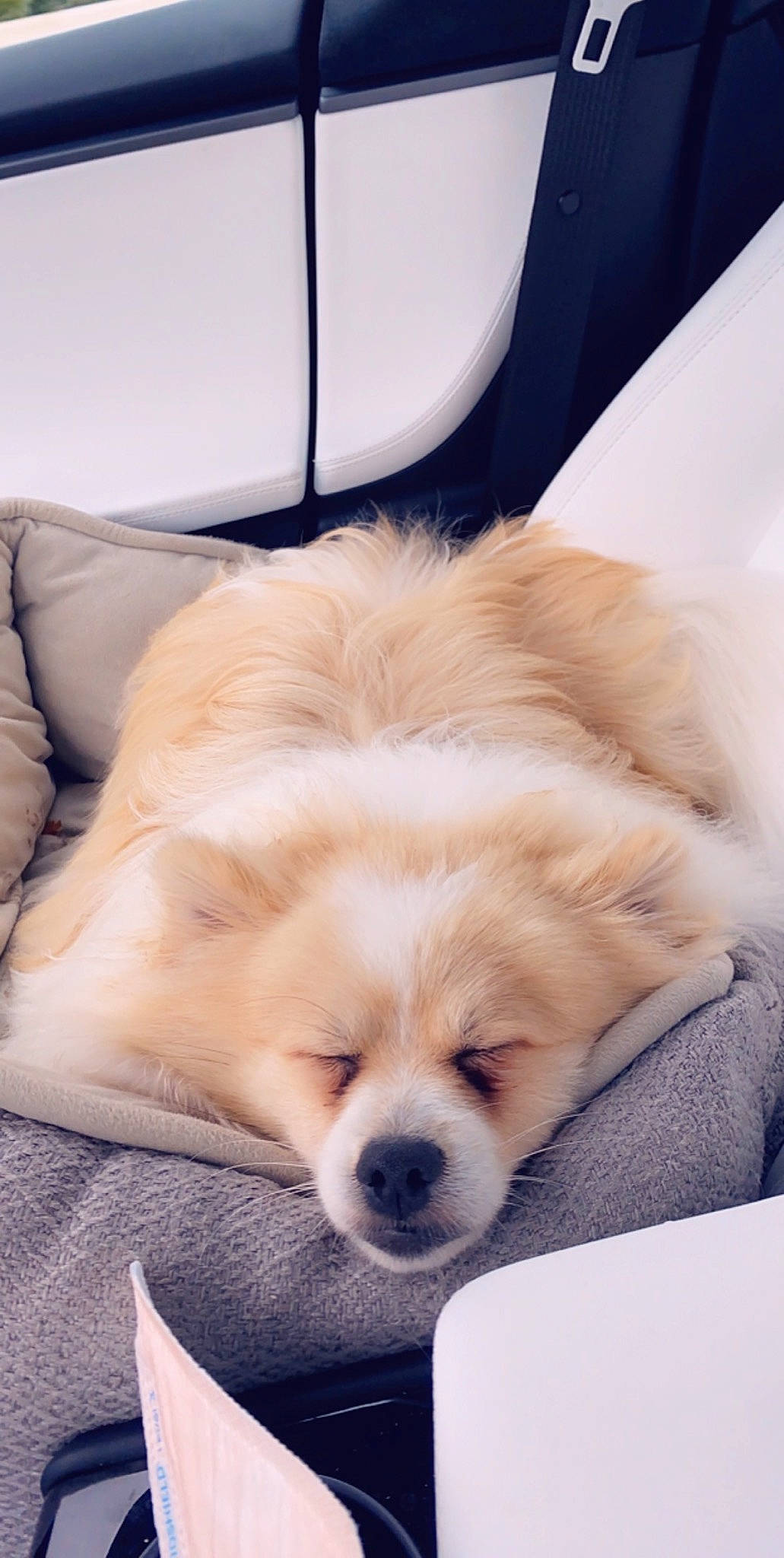 Kenzo joined the competition — help win amazing prizes! bored, canidae, carnivore, comfort, companion_dog, corgi_chihuahua, dog, dog_breed, dog_supply, fawn, flooring, fur, nap, non_sporting_group, puppy, room, toy_dog, waste_container, whiskers, working_animal