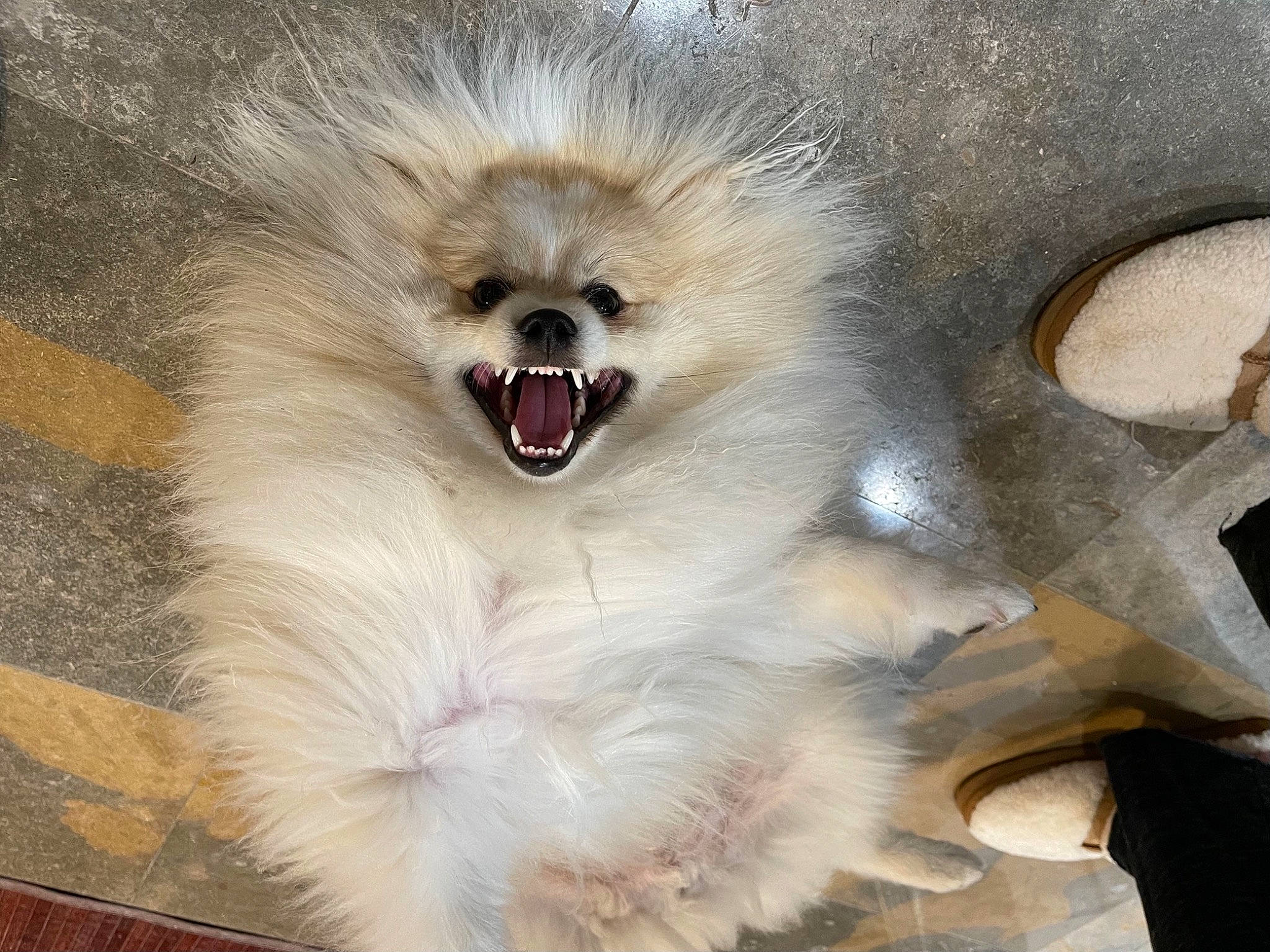 Kenzo joined the competition — help win amazing prizes! art, bird_of_prey, canidae, carnivore, dog_breed, eye, eyelash, fang, fashion_accessory, fawn, feather, felidae, fur, owl, snout, terrestrial_animal, whiskers, wildlife, wing, yawn