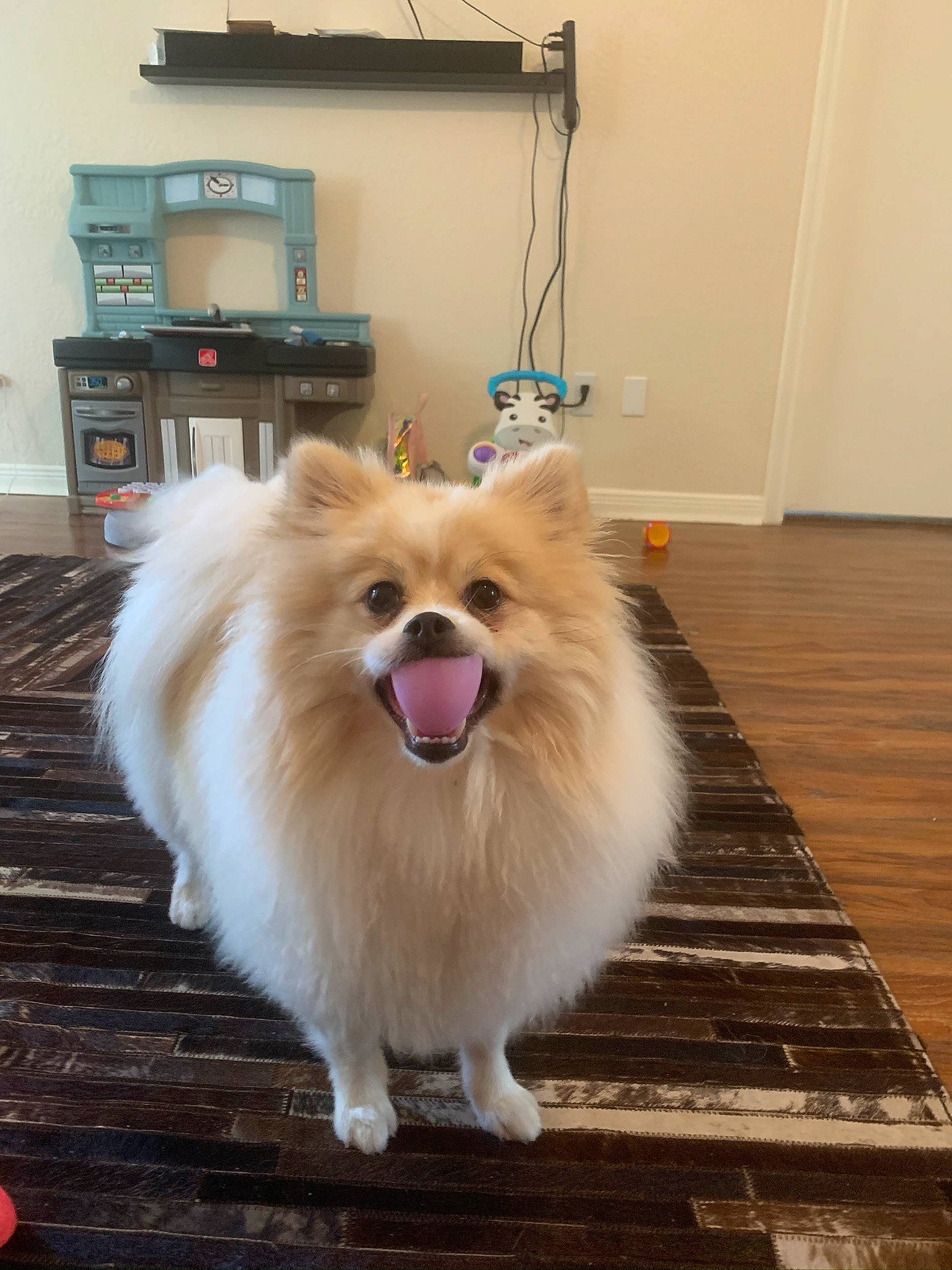 Kenzo joined the competition — help win amazing prizes! carnivore, companion_dog, dog, dog_breed, door, fawn, flooring, german_spitz, german_spitz_klein, hardwood, home_appliance, kitchen_appliance, pomeranian, smile, snout, spitz, television, toy_dog, window, wood