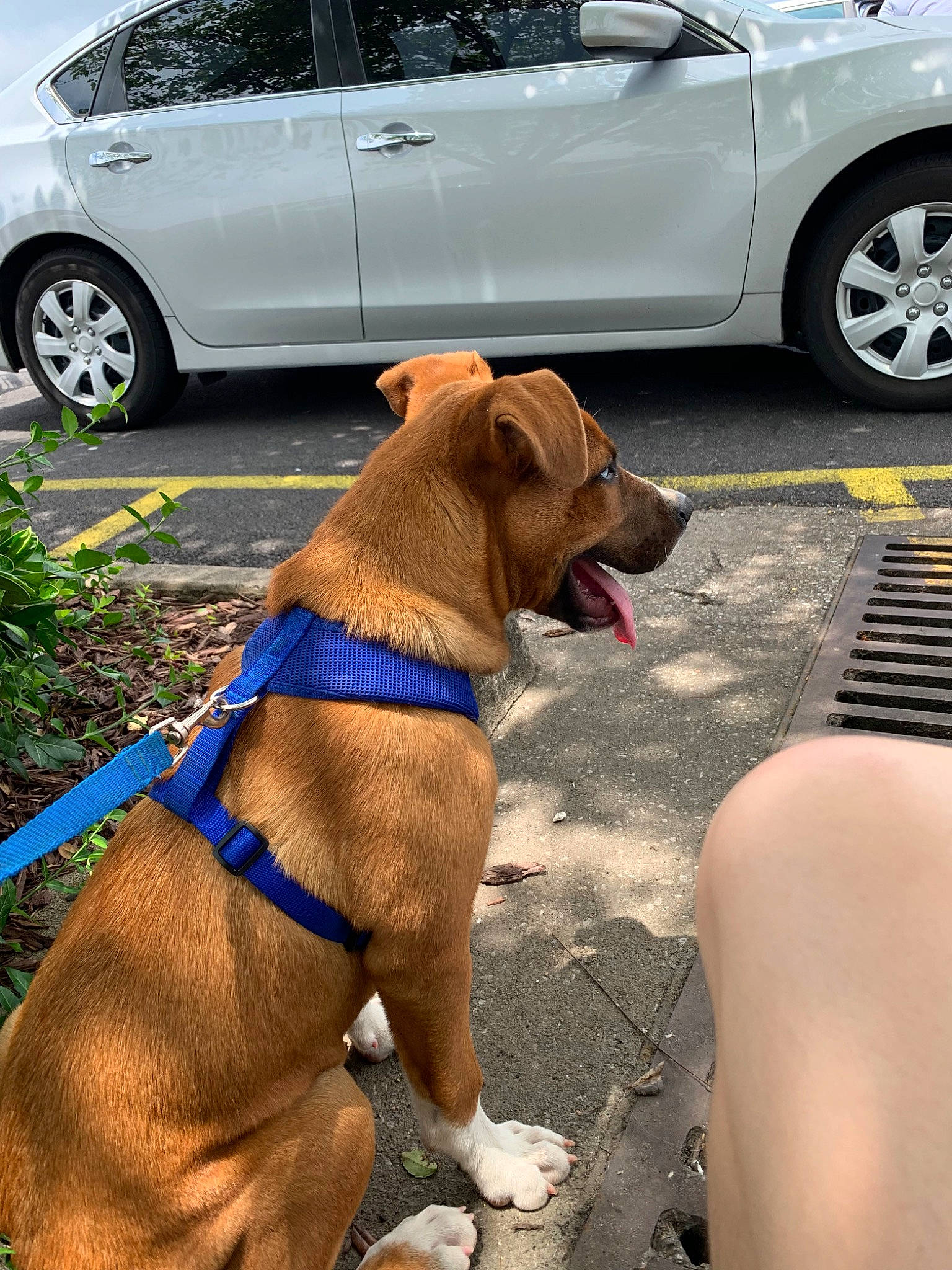 Pluto is registered to the contest to win money with this photo: canidae, car, carnivore, dog, dog_breed, dog_walking, fawn, leash, non_sporting_group, road, snout, sporting_group, street, vacation, vehicle