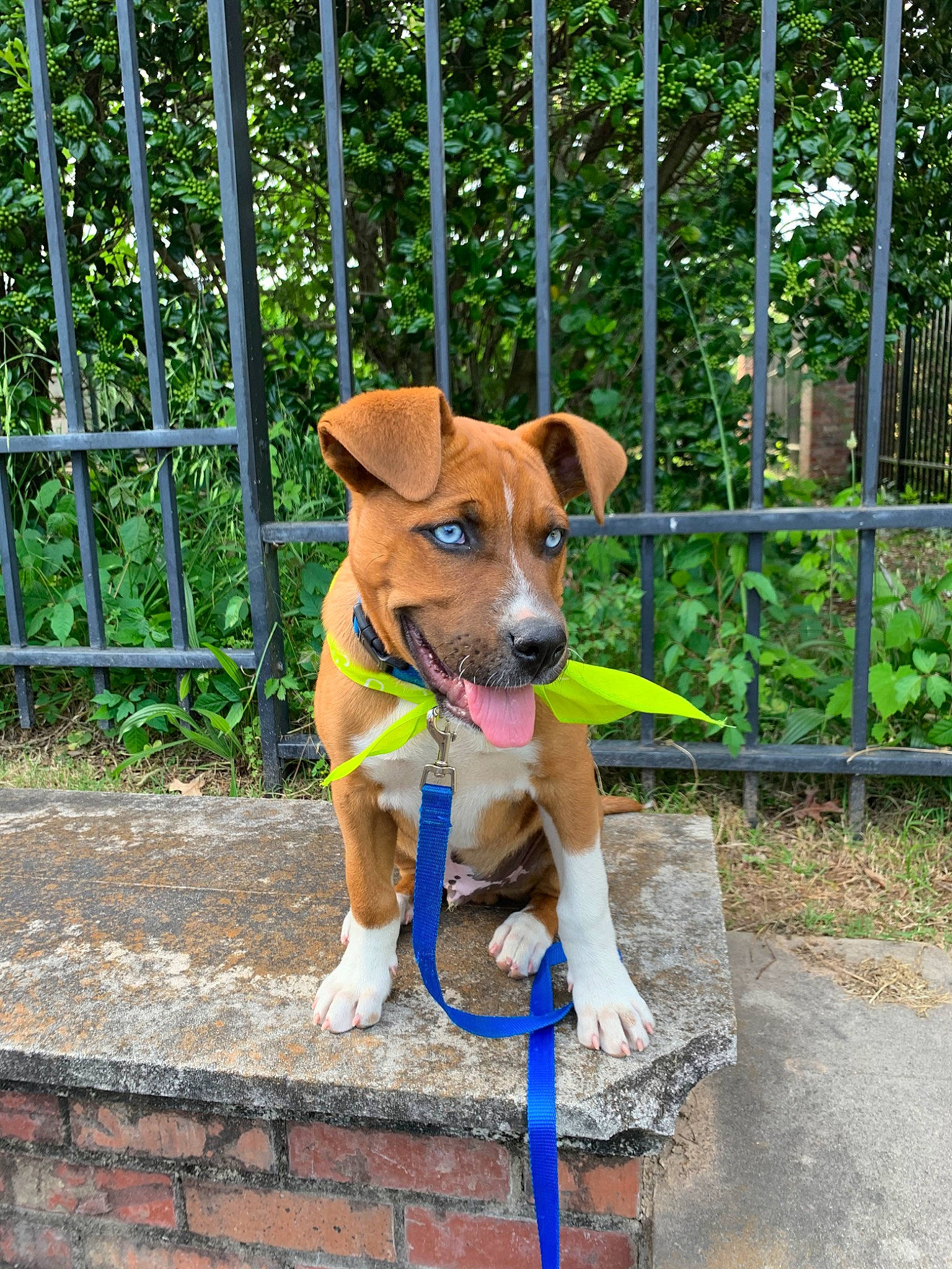 Pluto joined the competition — help win amazing prizes! adventure, austrian_pinscher, basenji, canidae, carnivore, carolina_dog, collar, companion_dog, dog, dog_breed, fawn, feist, leash, mammal, plummer_terrier, potcake_dog, puppy, rare_breed_dog