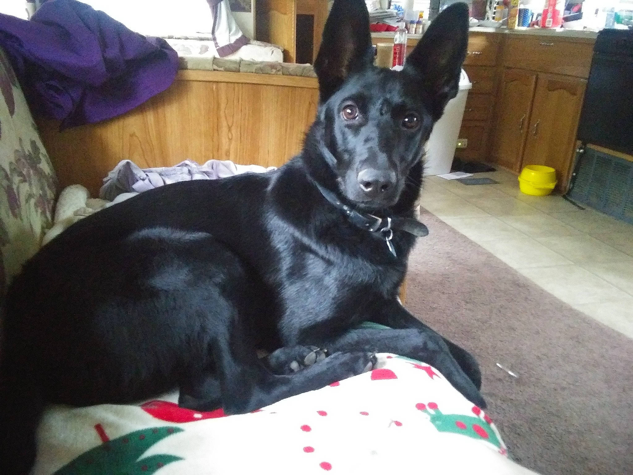 Ivanka is registered to the contest to win money with this photo: cabinetry, canidae, carnivore, comfort, companion_dog, dog, dog_breed, dog_supply, ear, fawn, fur, guard_dog, non_sporting_group, room, shelf, snout, sporting_group, whiskers, working_animal, working_dog