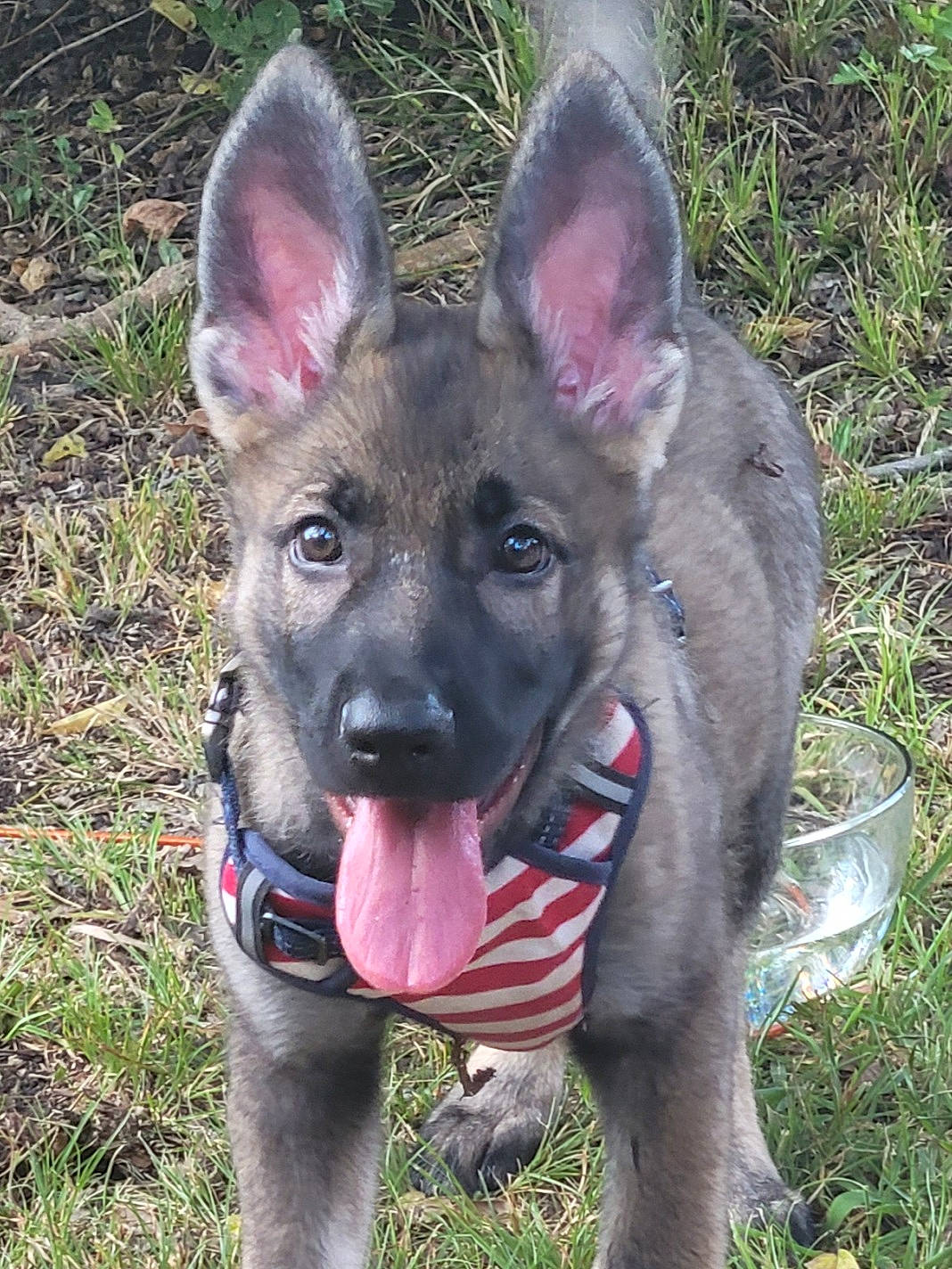 Ozzie joined the competition — help win amazing prizes! carnivore, collar, dog, dog_breed, east_european_shepherd, fawn, grass, herding_dog, non_sporting_group, snout, sporting_group, terrestrial_animal, working_dog