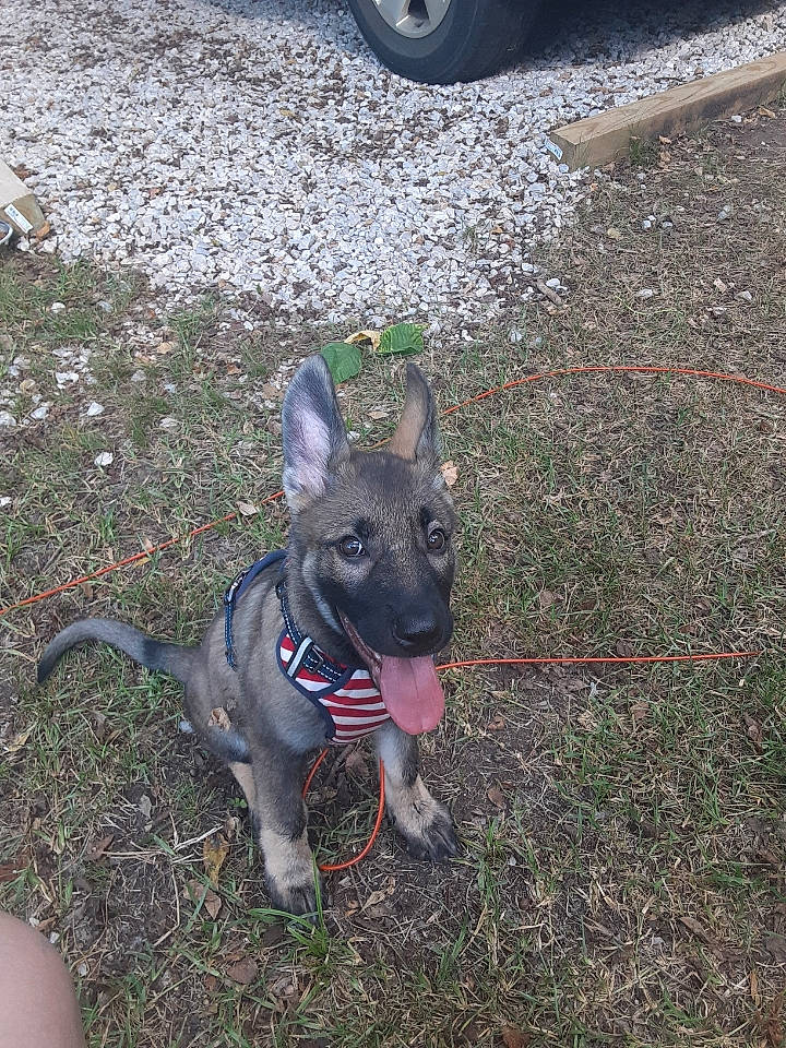 Ozzie joined the competition — help win amazing prizes! asphalt, automotive_tire, carnivore, collar, companion_dog, dog, dog_breed, fawn, fender, grass, hubcap, road_surface, synthetic_rubber, tail, tire, tire_care, tread, vehicle, wheel, working_animal