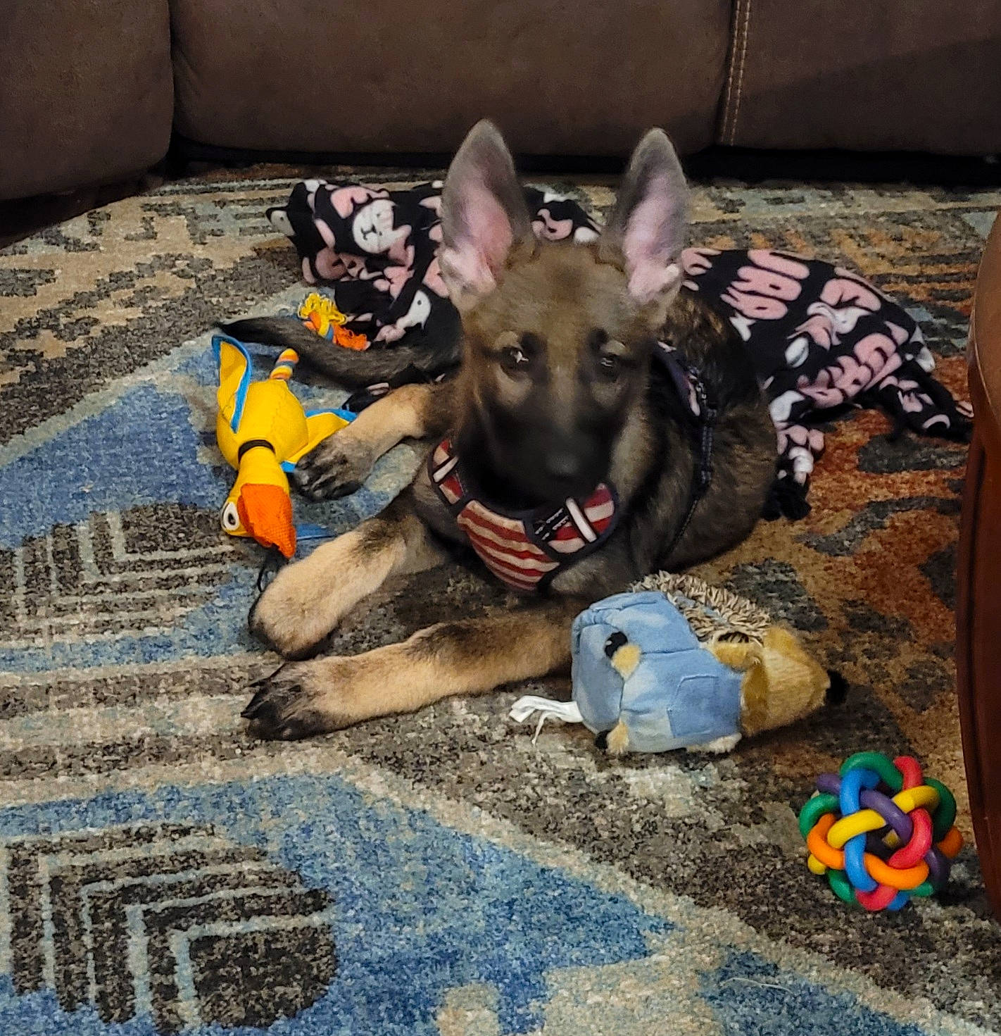 Ozzie joined the competition — help win amazing prizes! asphalt, canidae, carnivore, companion_dog, concrete, cone, dog, dog_breed, dog_supply, fashion_accessory, fawn, flooring, herding_dog, road_surface, sidewalk, snout, sporting_group, street, working_animal, working_dog