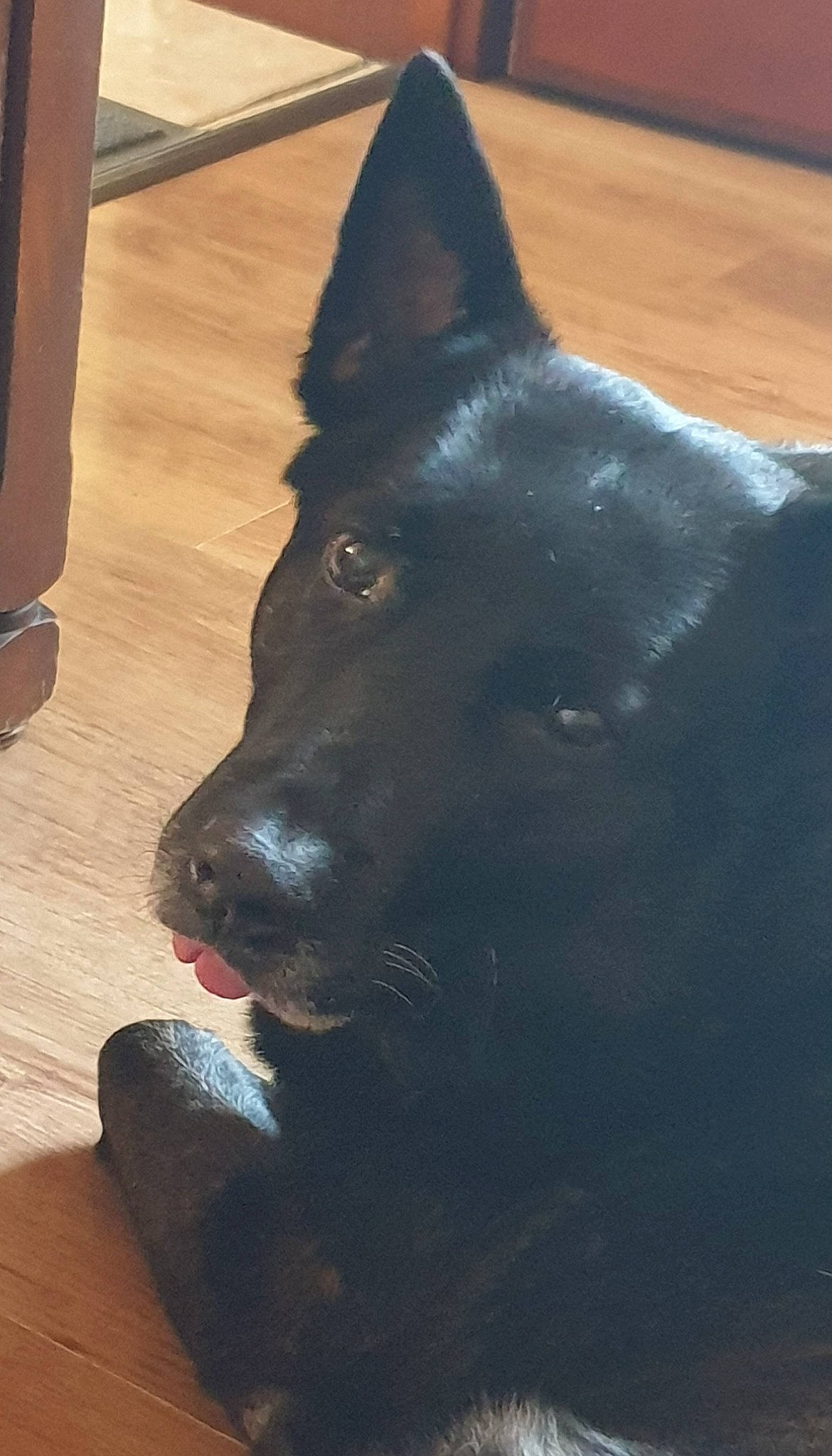 Joggy participe au concours pour gagner de l'argent avec cette photo : canidae, carnivore, companion_dog, dog, dog_breed, electric_blue, flooring, fur, hardwood, herding_dog, non_sporting_group, snout, sporting_group, varnish, whiskers, wood, wood_flooring, wood_stain, working_animal, working_dog