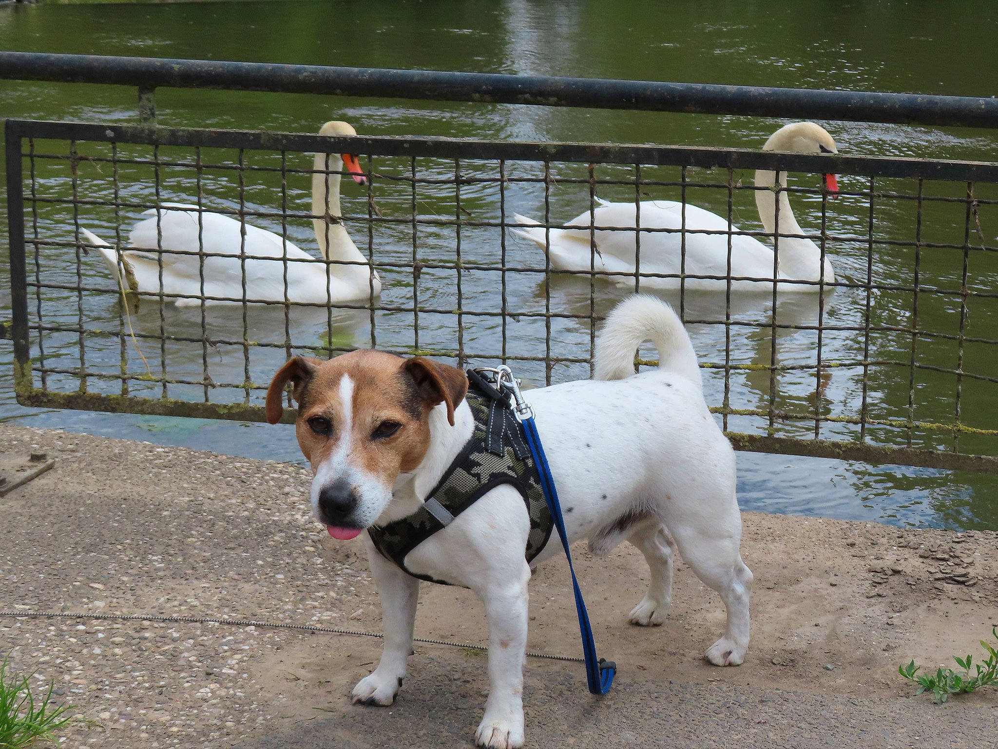 Samy participe au concours pour gagner de l'argent avec cette photo : carnivore, collar, companion_dog, dog, dog_breed, dog_collar, dog_supply, fawn, fence, irishjacks, lake, leash, mesh, pet_supply, road_surface, sidewalk, snout, terrier, water, working_animal