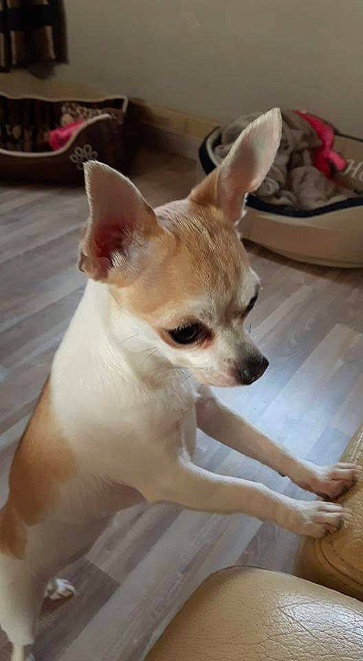 Miss Guessk participe au concours pour gagner de l'argent avec cette photo : canidae, carnivore, comfort, companion_dog, corgi_chihuahua, dog, dog_breed, fawn, flooring, fur, hardwood, non_sporting_group, snout, sporting_group, tail, terrestrial_animal, toy_dog, whiskers, wood, working_animal