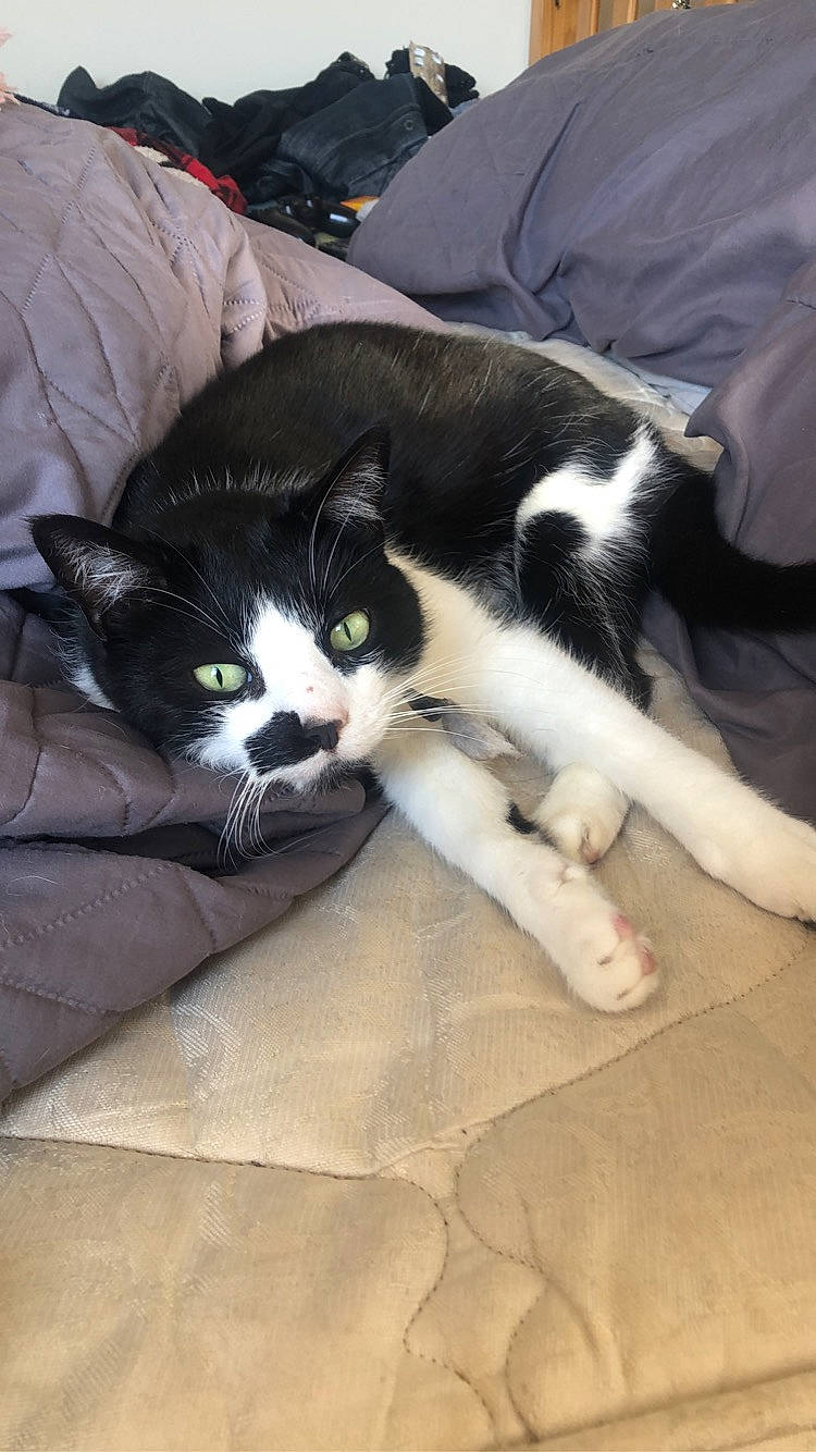 Lynx joined the competition — help win amazing prizes! carnivore, cat, claw, comfort, domestic_short_haired_cat, felidae, flooring, fur, hardwood, human_leg, lap, mammal, sitting, small_to_medium_sized_cats, snout, tail, vertebrate, whiskers, wood