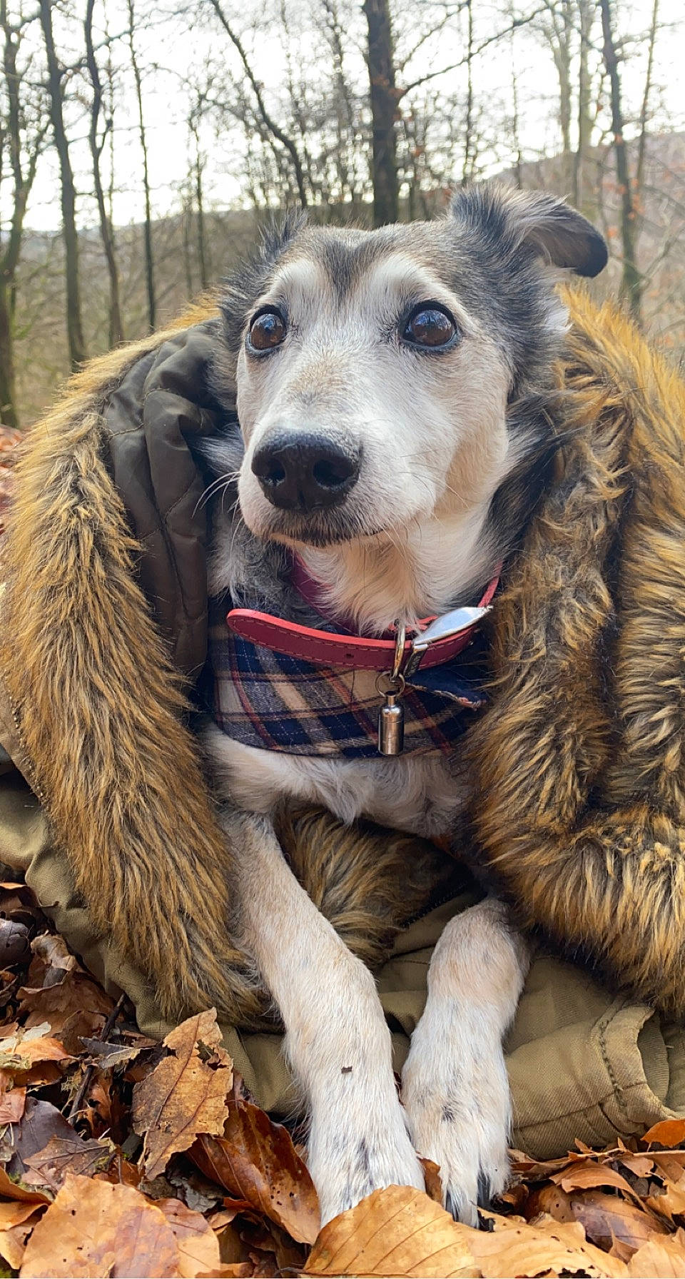 Nyah is registered to the contest to win money with this photo: canidae, carnivore, collar, companion_dog, dog, dog_breed, dog_collar, dog_supply, fawn, fur, leash, pack_animal, pet_supply, snout, sporting_group, terrestrial_animal, tree, whiskers, winter, working_animal