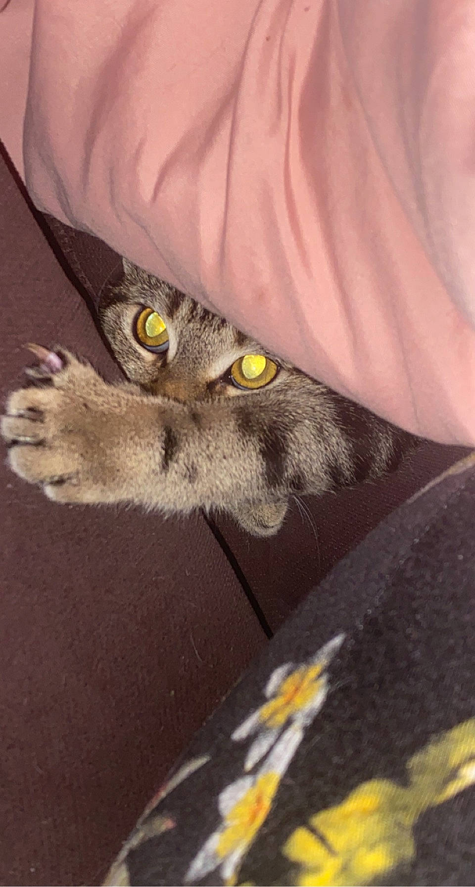 Lyra is registered to the contest to win money with this photo: art, black_cat, carnivore, cat, claw, domestic_short_haired_cat, felidae, fur, grey, paw, russian_blue, sleeve, small_to_medium_sized_cats, snout, visual_arts, whiskers, wildlife