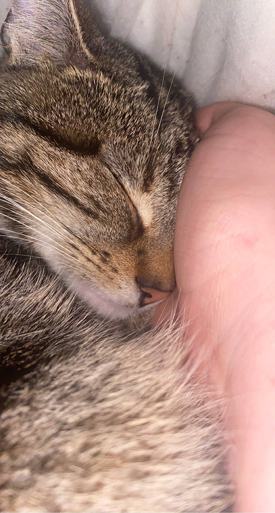 Lyra joined the competition — help win amazing prizes! carnivore, cat, claw, comfort, domestic_short_haired_cat, fawn, felidae, fur, macro_photography, nail, nap, paw, sleep, small_to_medium_sized_cats, tail, terrestrial_animal, whiskers, wildlife, wood