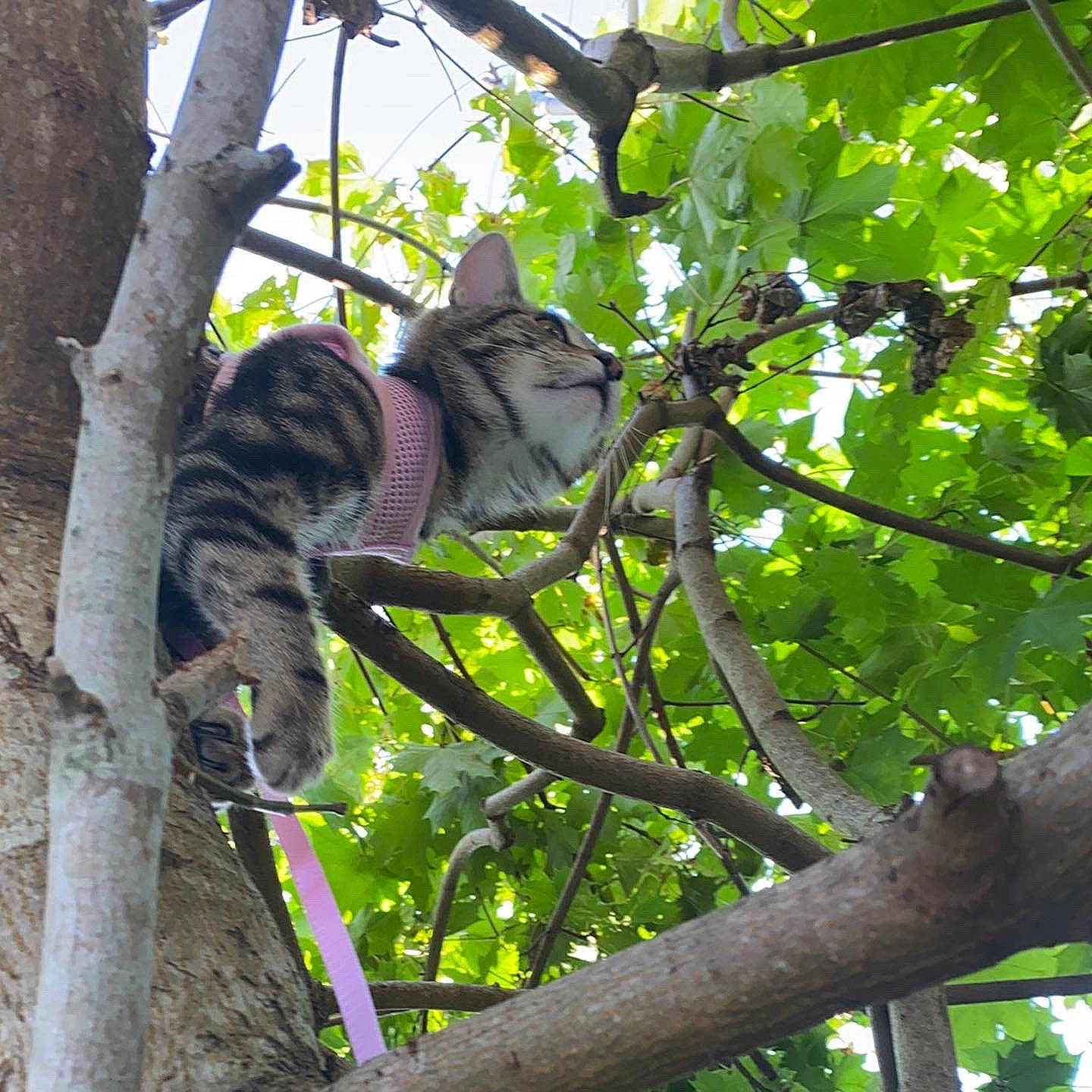 Lyra is registered to the contest to win money with this photo: biome, branch, cat, felidae, jungle, marsupial, plant, plant_stem, sky, small_to_medium_sized_cats, tail, terrestrial_animal, terrestrial_plant, tree, trunk, twig, vegetation, wildlife, wood, woody_plant