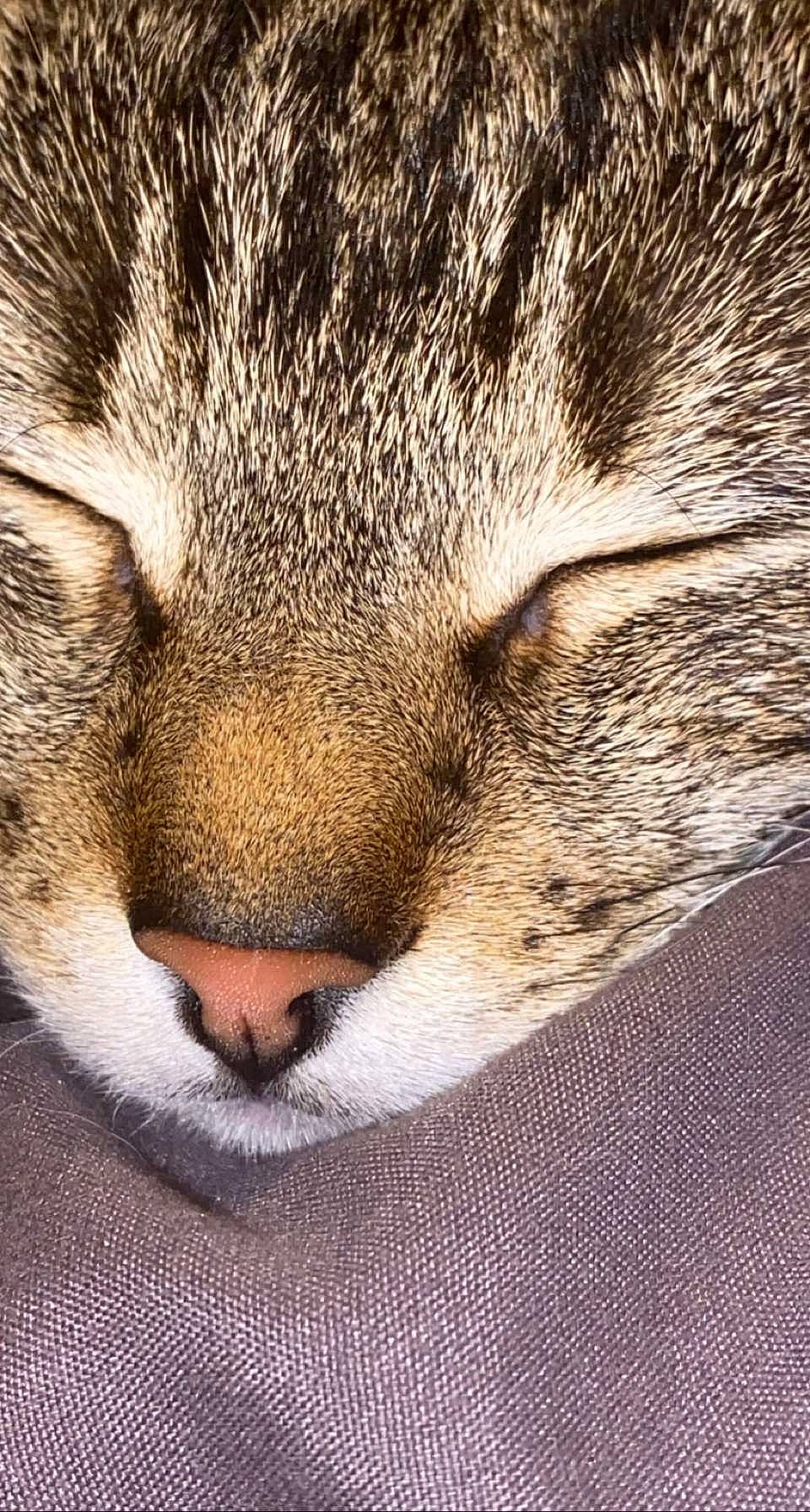 Lyra joined the competition — help win amazing prizes! carnivore, cat, domestic_short_haired_cat, felidae, fur, grass, head, macro_photography, nap, pattern, paw, sleep, small_to_medium_sized_cats, snout, terrestrial_animal, whiskers, wildlife