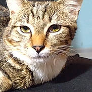 Luffy a rejoint le concours — aidez-le/la à gagner de superbes lots ! cat, tabby, close_up, yellow_eyes, fur, whiskers, pet, animal, domestic_cat, relaxed, indoor, resting, cute, mammal, face, portrait, feline, ears, sitting, looking