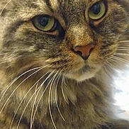 Moumounette a rejoint le concours — aidez-le/la à gagner de superbes lots ! cat, tabby_cat, close_up, fluffy, whiskers, green_eyes, feline, pet, resting, portrait, animal, domestic_cat, fur, face, indoor, bedspread, pattern, calm, cute, mammal