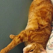 Kirikou Le Tombeur participe au concours pour gagner de l'argent avec cette photo : cat, orange_tabby, pet, animal, feline, stretching, bed, floral_bed_sheet, relaxed, domestic_cat, whiskers, paw, fur, cute, indoor, resting, cozy, sleepy, mammal, companion