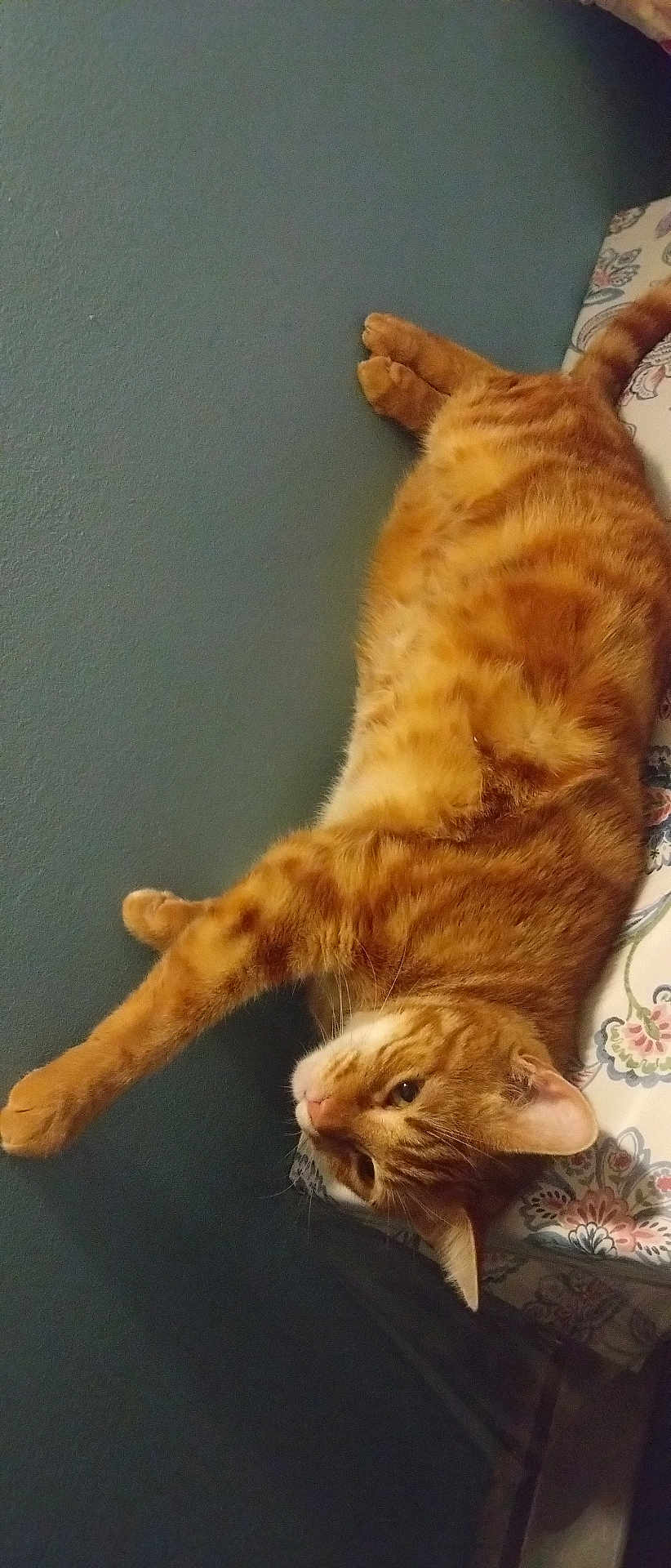 Kirikou Le Tombeur participe au concours pour gagner de l'argent avec cette photo : cat, orange_tabby, pet, animal, feline, stretching, bed, floral_bed_sheet, relaxed, domestic_cat, whiskers, paw, fur, cute, indoor, resting, cozy, sleepy, mammal, companion