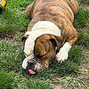 Georgia is registered to the contest to win money with this photo: dog, bulldog, sleeping, tongue_out, grass, outdoor, pet, animal, resting, canine, brown, white, fur, relaxed, nature, closeup, muzzle, paw, cute, calm