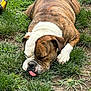 dog, bulldog, sleeping, tongue_out, grass, outdoor, pet, animal, resting, canine, brown, white, fur, relaxed, nature, closeup, muzzle, paw, cute, calm